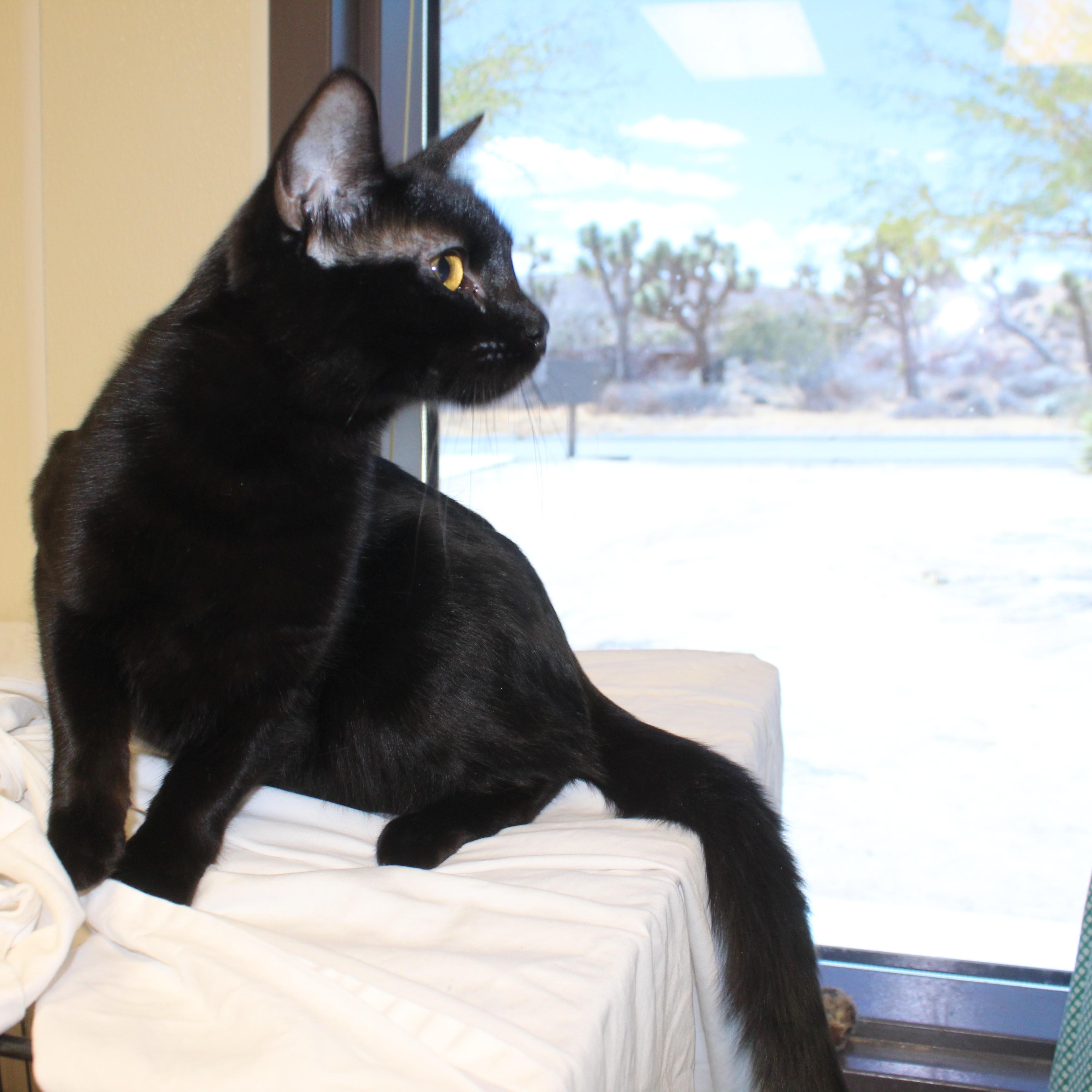 Opal, an adopted Domestic Short Hair in Yucca Valley, CA image 4/5
