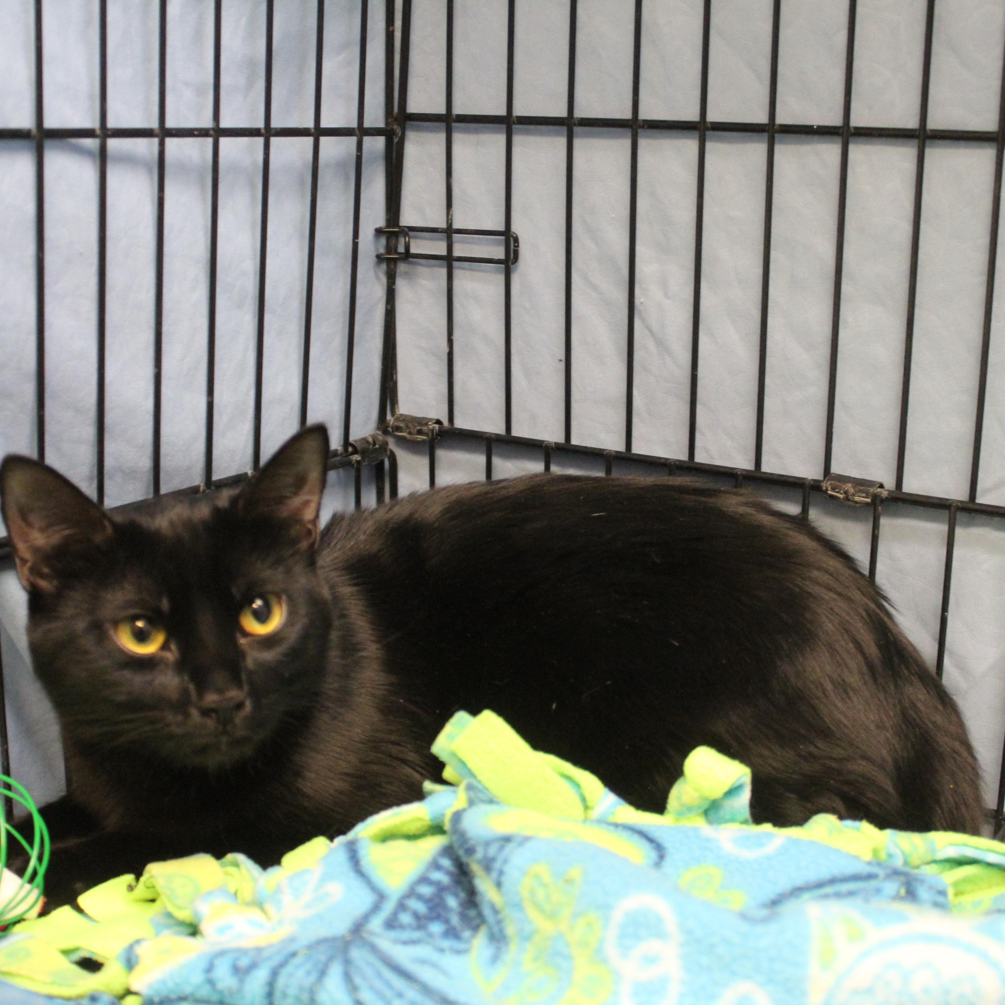 Opal, an adopted Domestic Short Hair in Yucca Valley, CA image 5/5