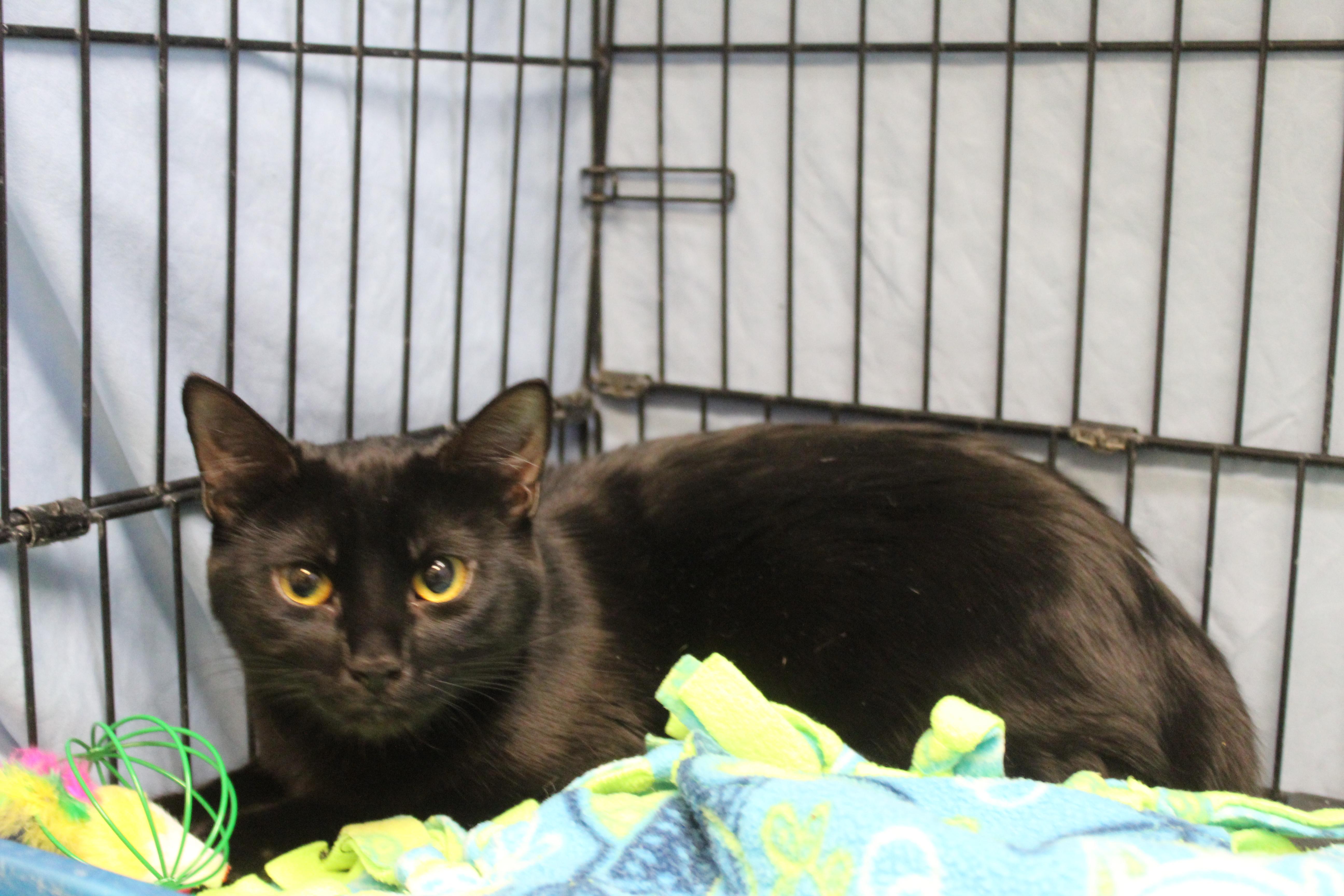 Opal, an adopted Domestic Short Hair in Yucca Valley, CA image 2/5
