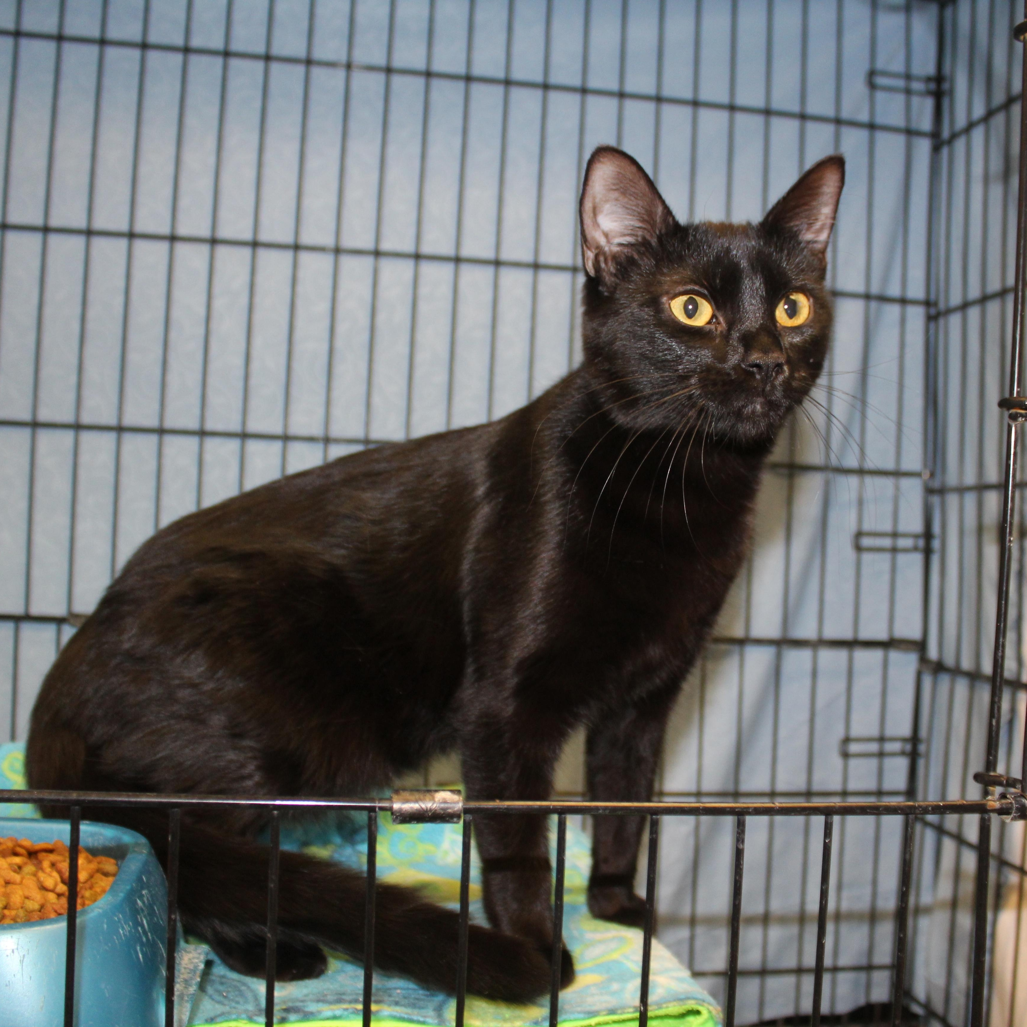 Opal, adopted, Young Female Domestic Short Hair.