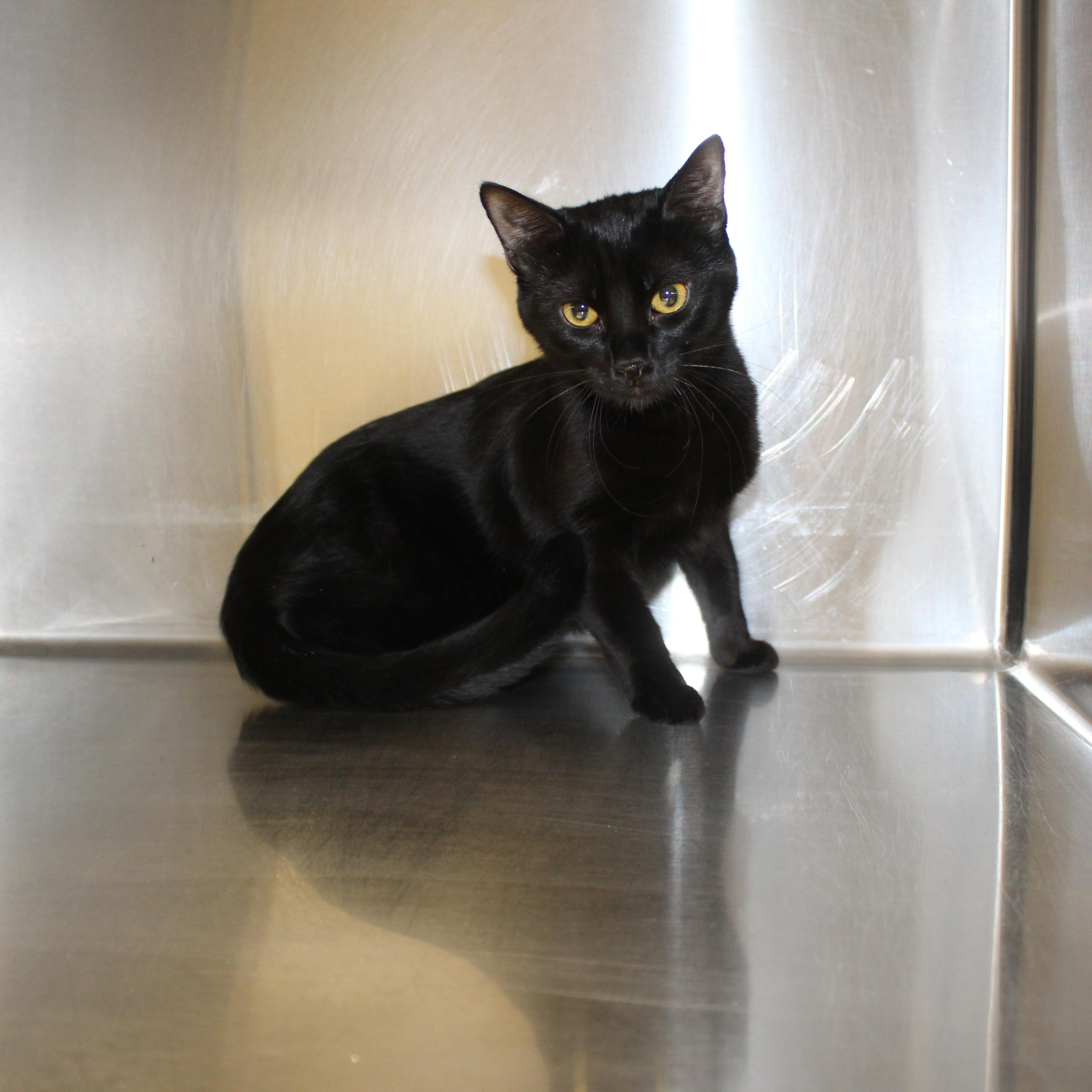 Opal, an adopted Domestic Short Hair in Yucca Valley, CA image 3/5