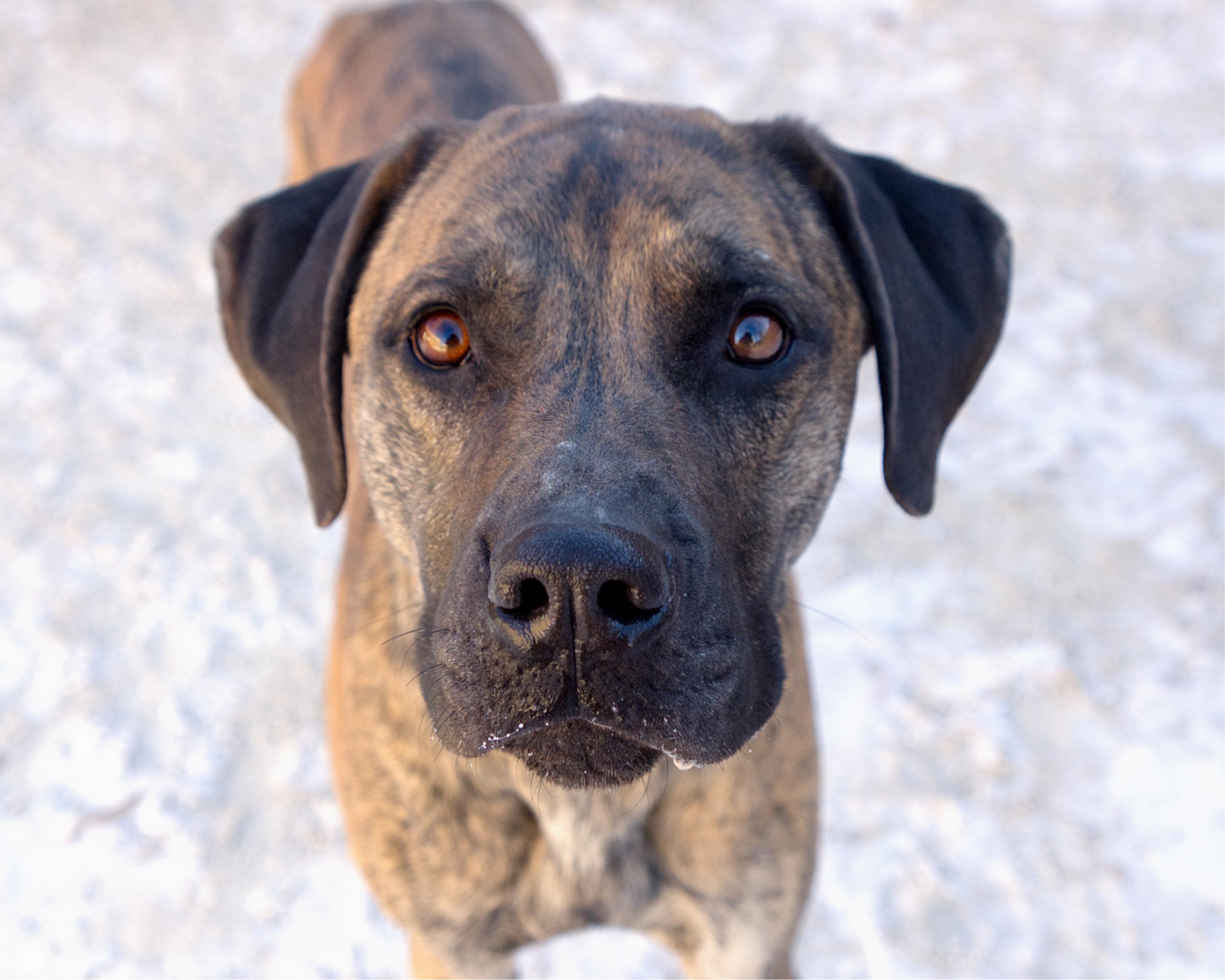 Reed, an adoption pending mixed breed in Winnipeg, MB image 1/2