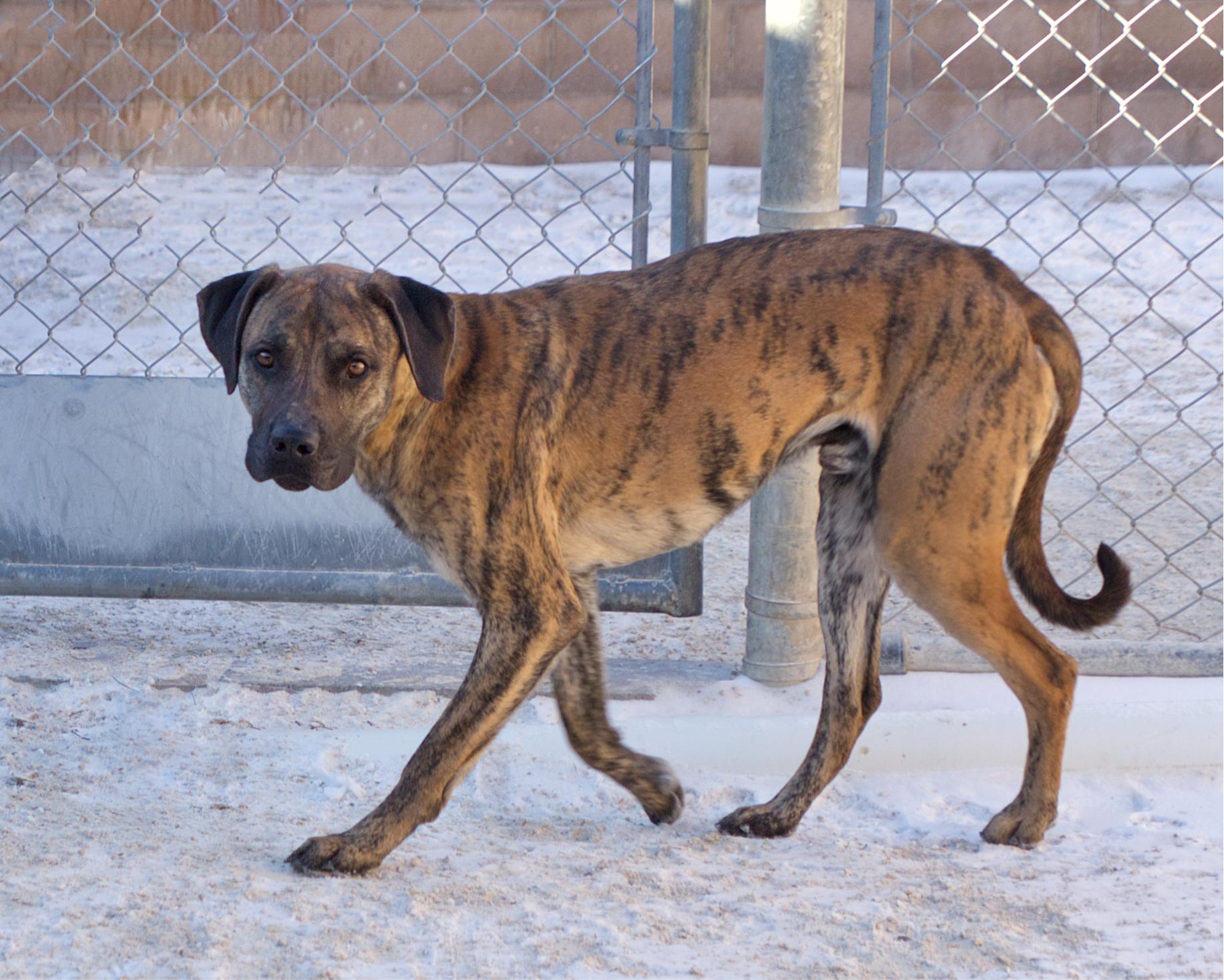 Reed, an adoption pending mixed breed in Winnipeg, MB image 2/2