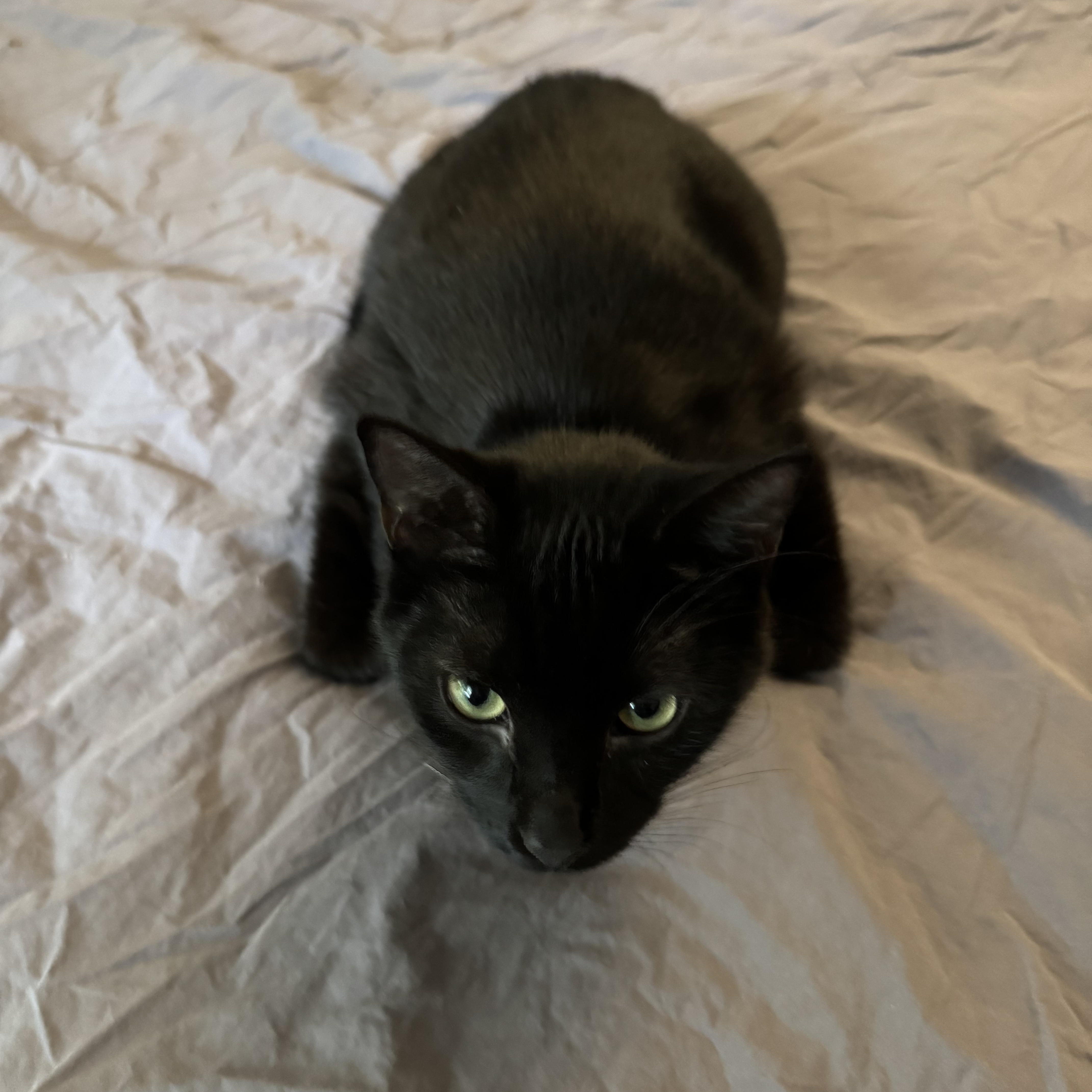 Urn, Adoptable, Young Male American Shorthair.