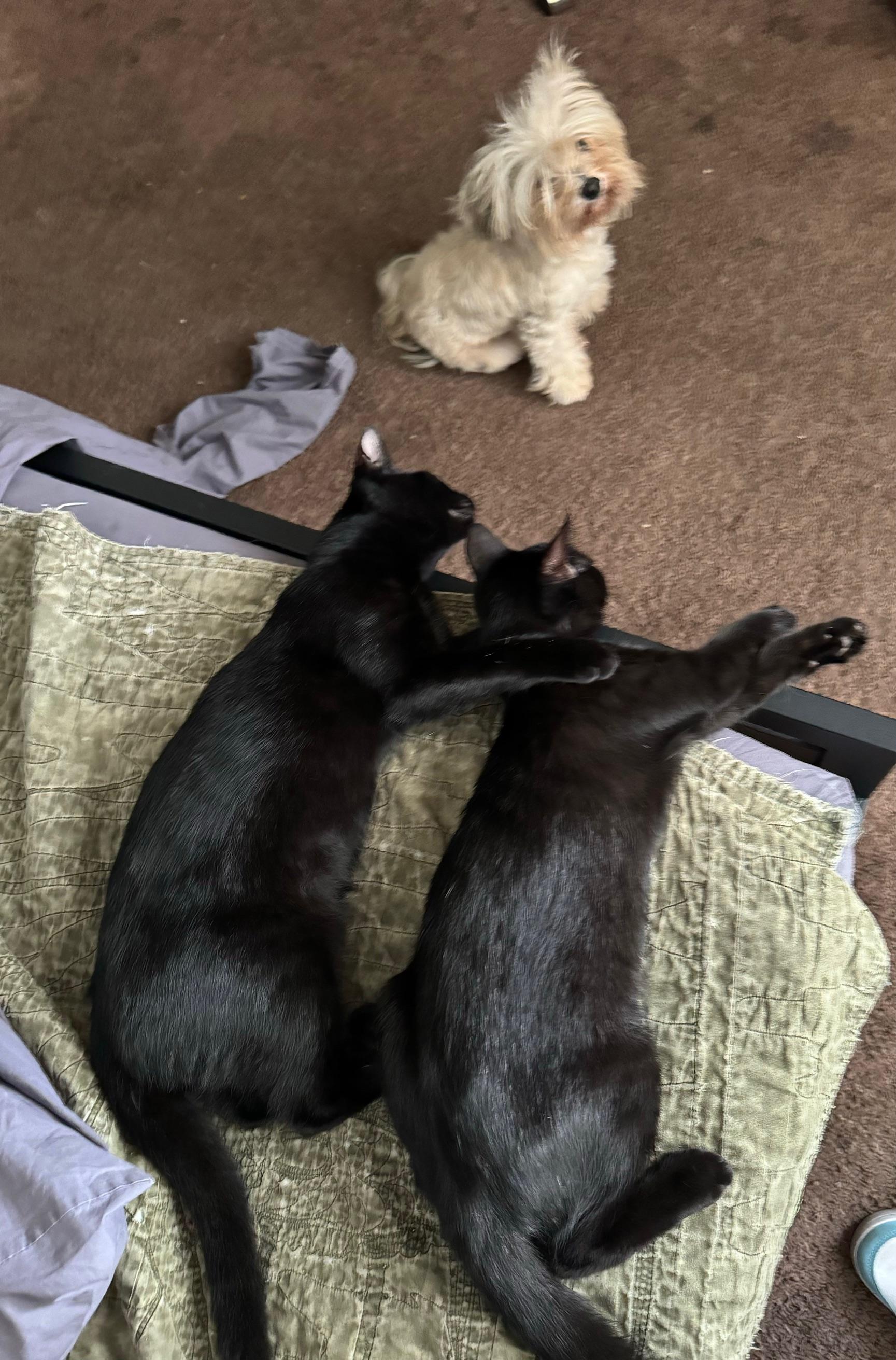 Enlarge Urn, a Adoptable American Shorthair in Los Angeles, CA image 2/6