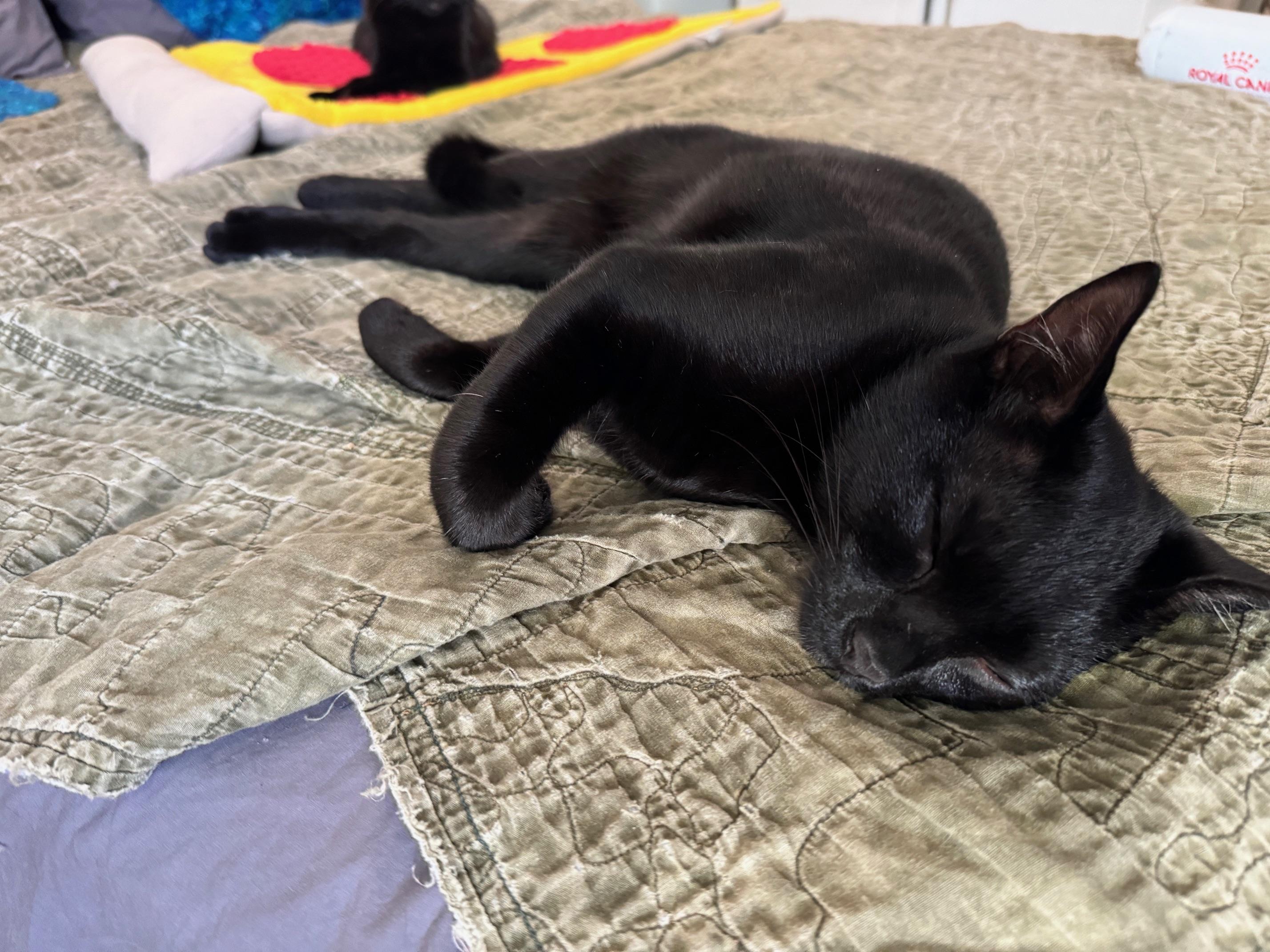 Enlarge Urn, a Adoptable American Shorthair in Los Angeles, CA image 3/6