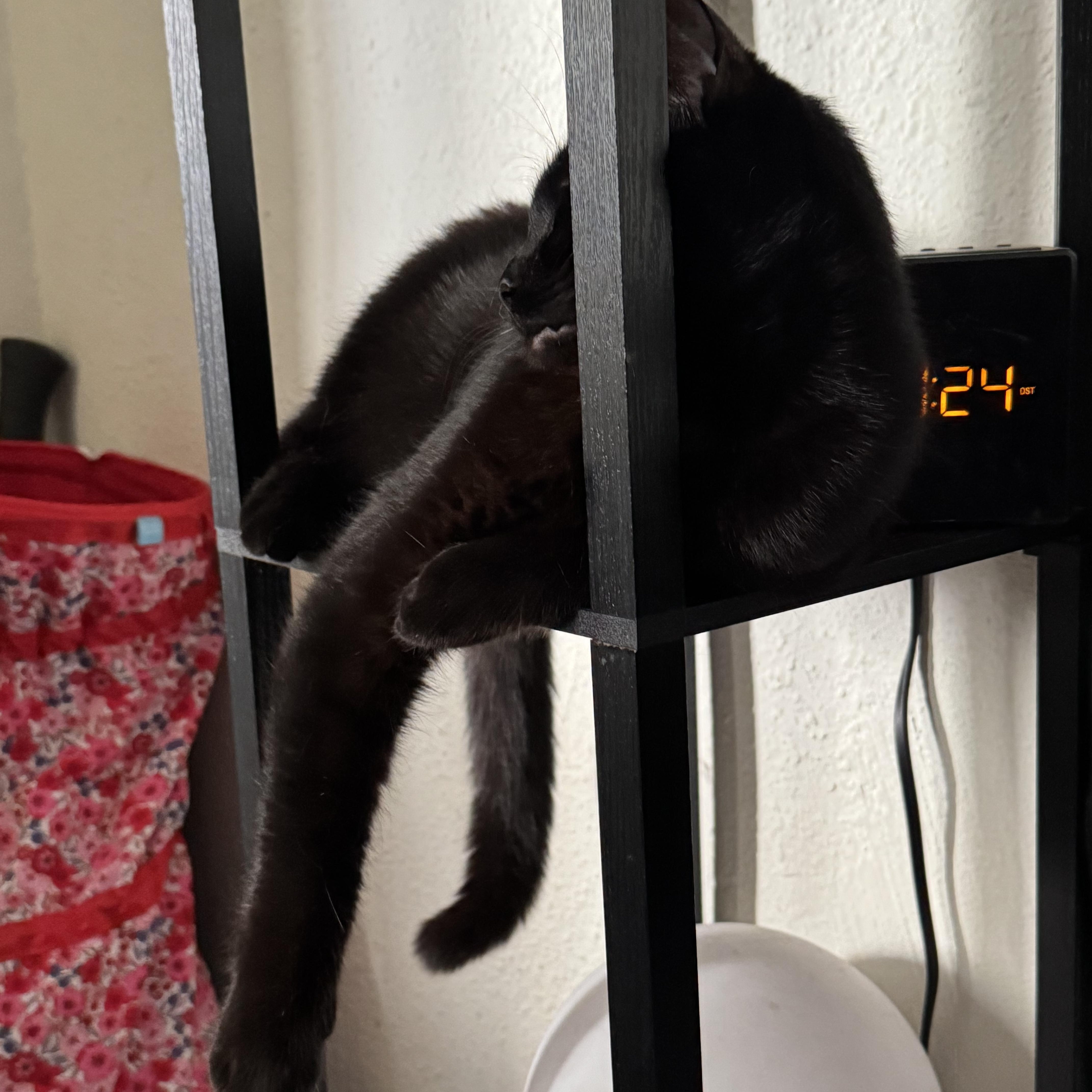 Enlarge Urn, a Adoptable American Shorthair in Los Angeles, CA image 6/6