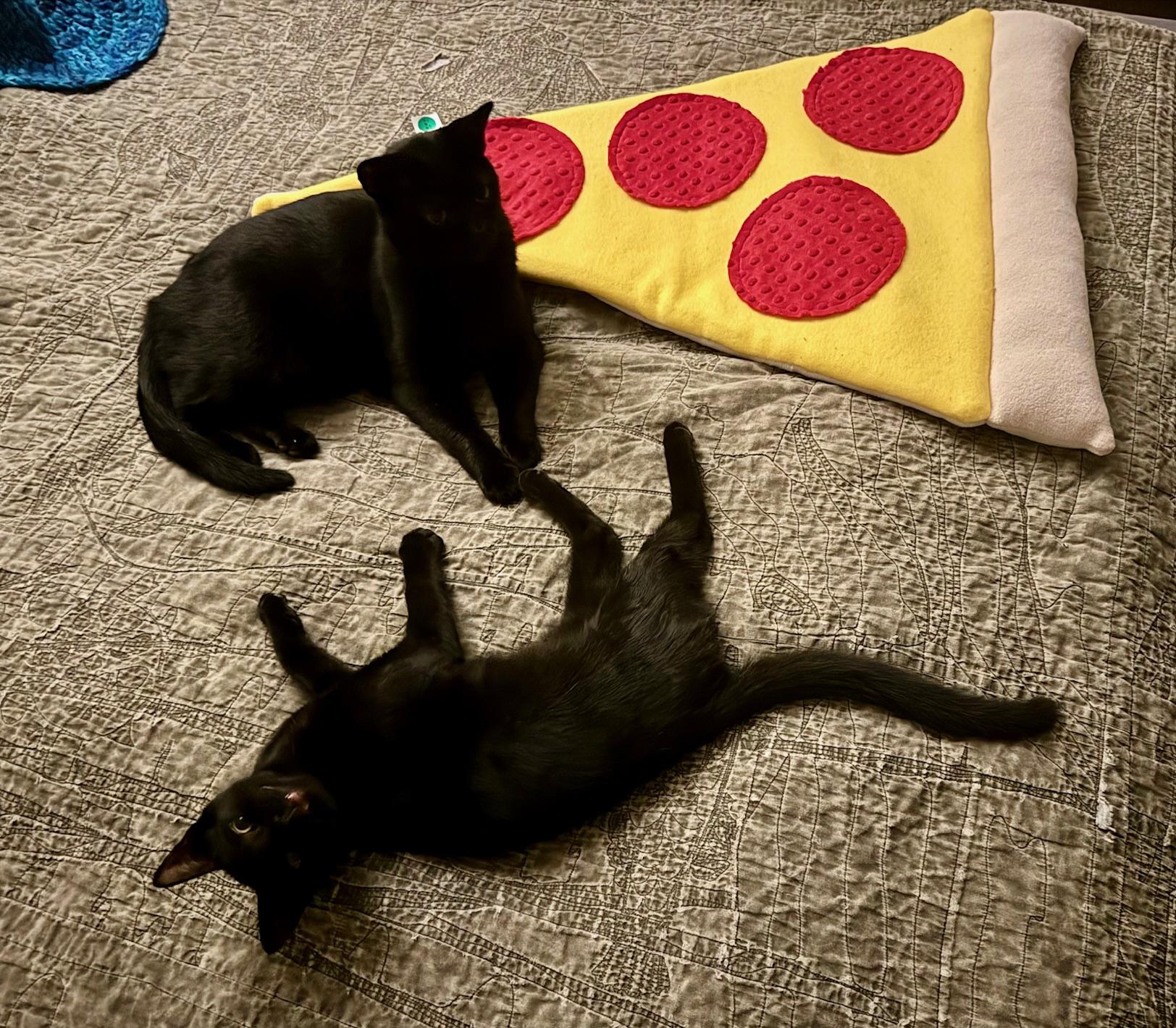 Enlarge Urn, a Adoptable American Shorthair in Los Angeles, CA image 4/6