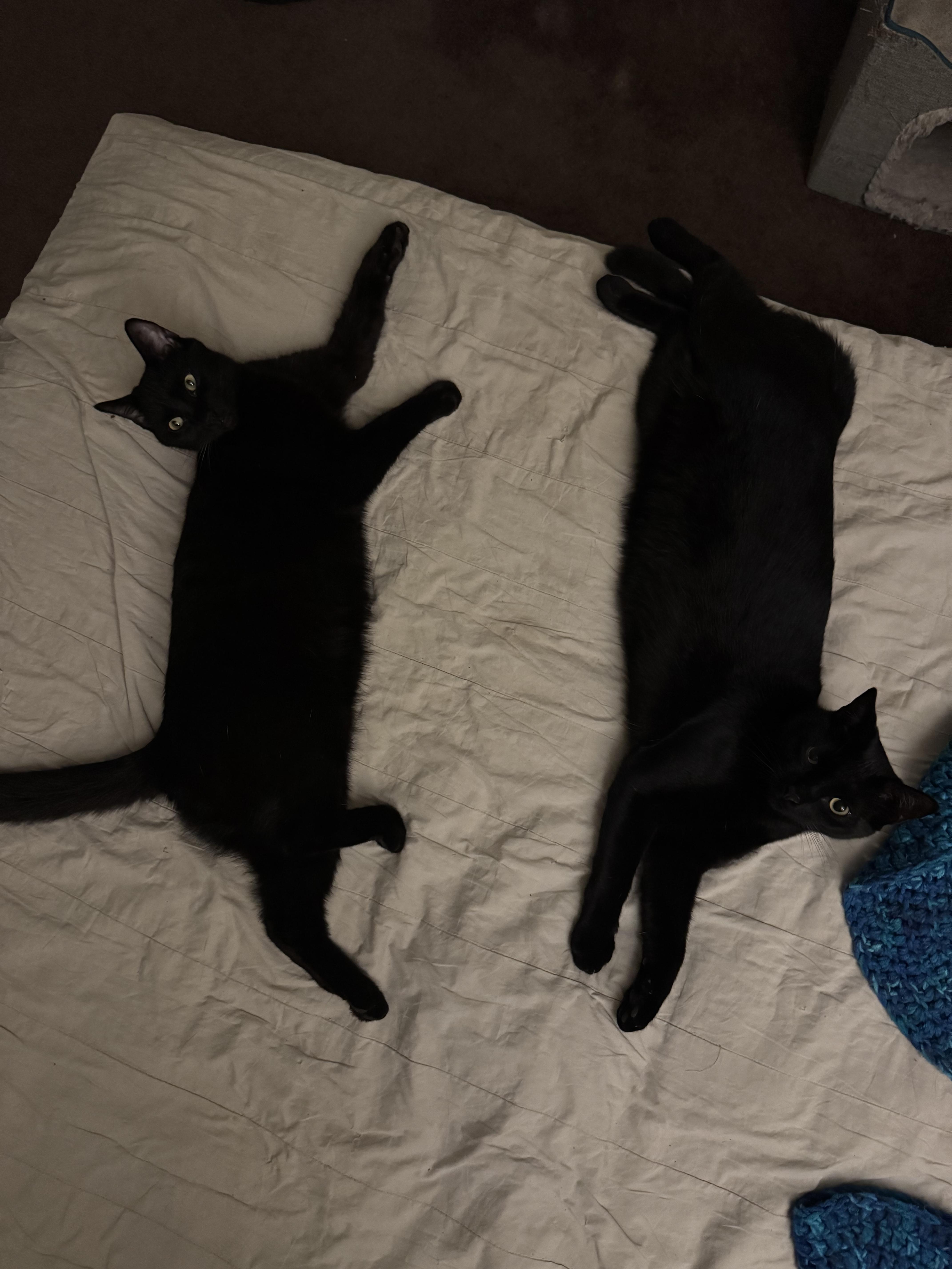 Enlarge Urn, a Adoptable American Shorthair in Los Angeles, CA image 5/6