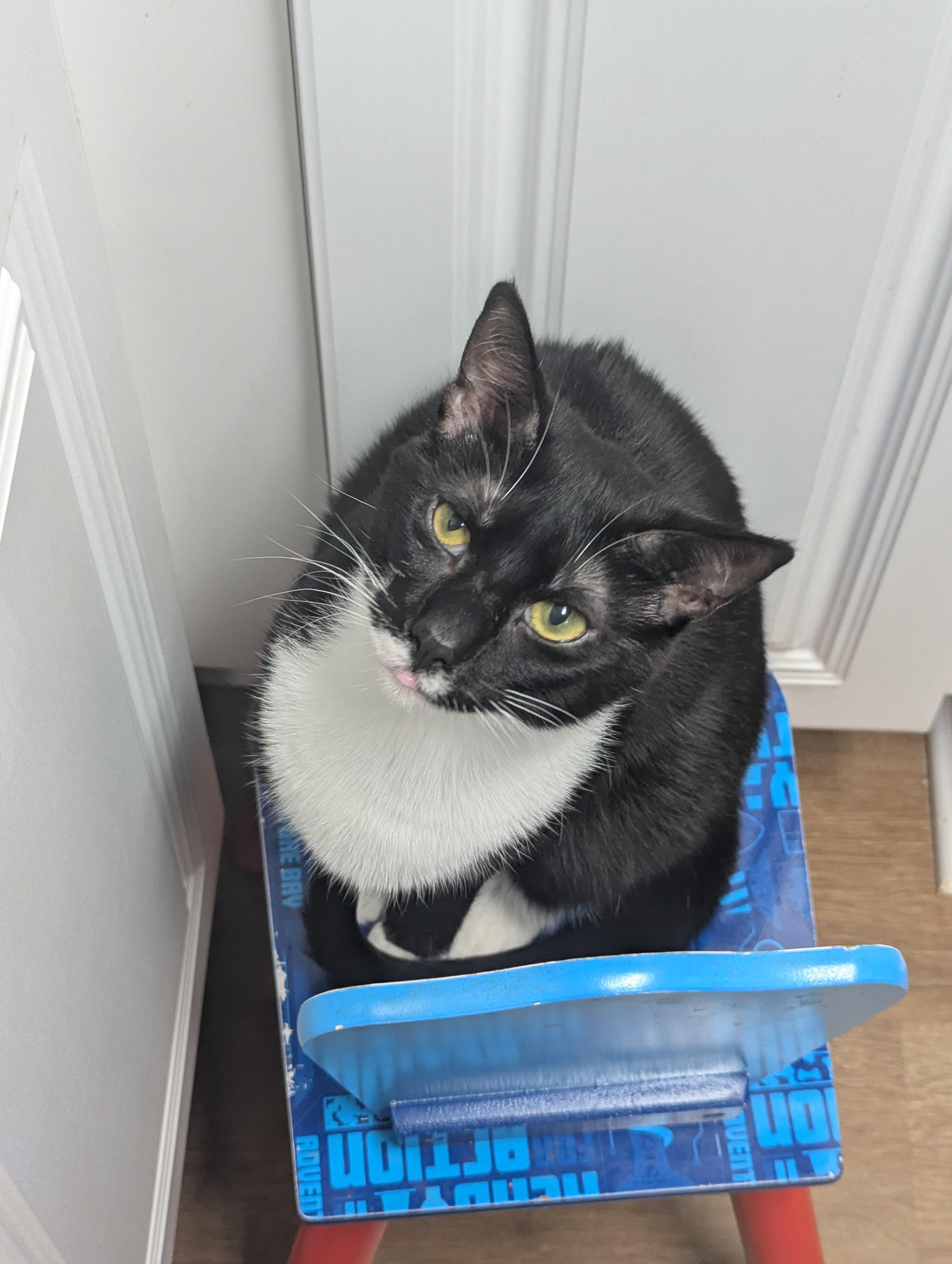 Toast, Adoptable, Young Female Domestic Short Hair.