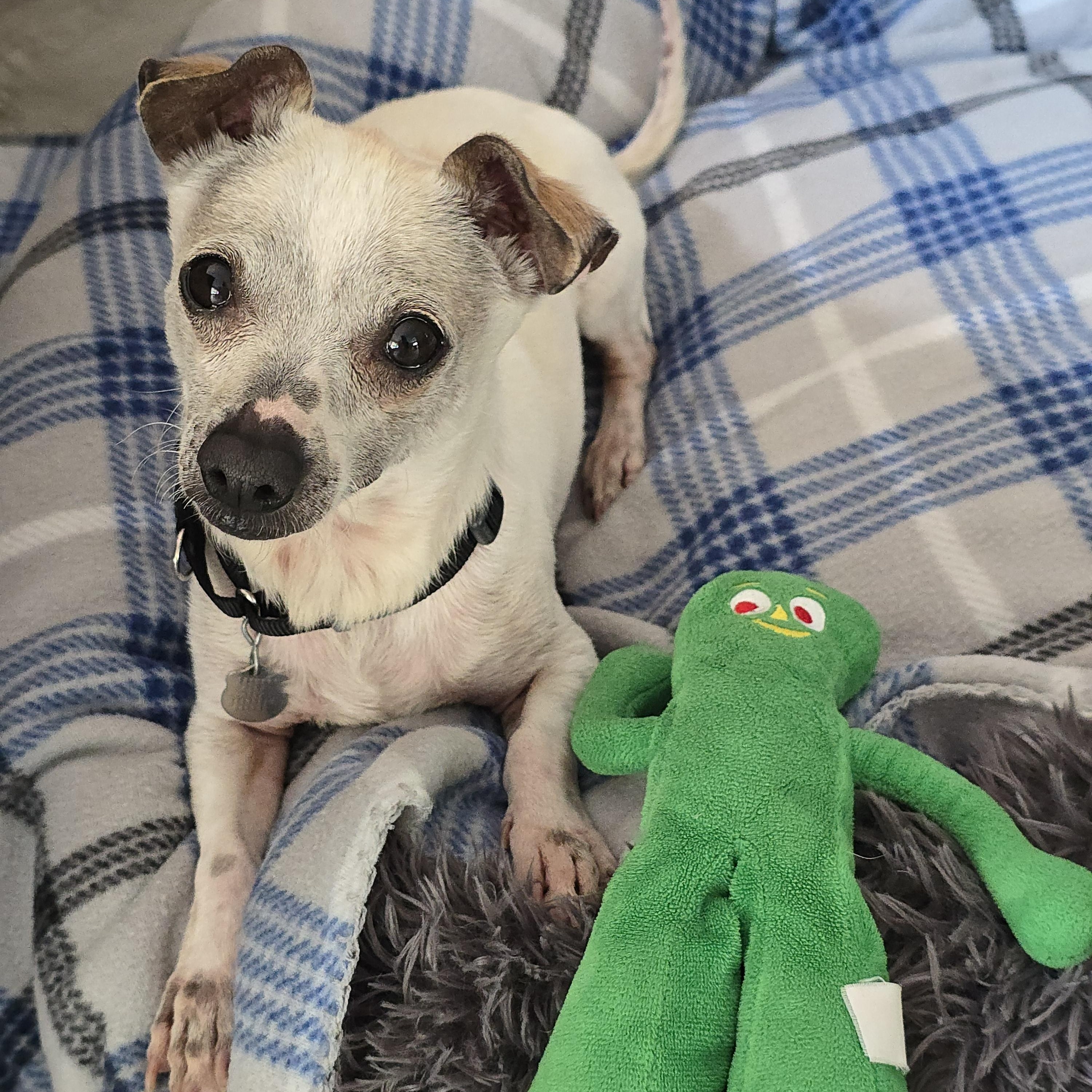 Enlarge Kiwi, a Adoptable Chihuahua in San Pedro, CA image 3/6