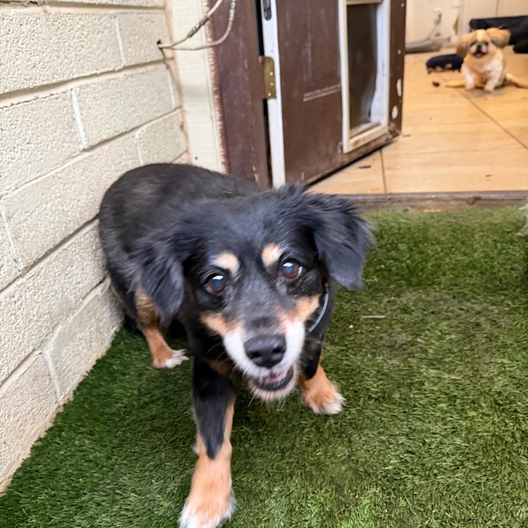 Enlarge Mindy & Peanut Bonded Pair, a Adoptable mixed breed in Phoenix, AZ image 2/6