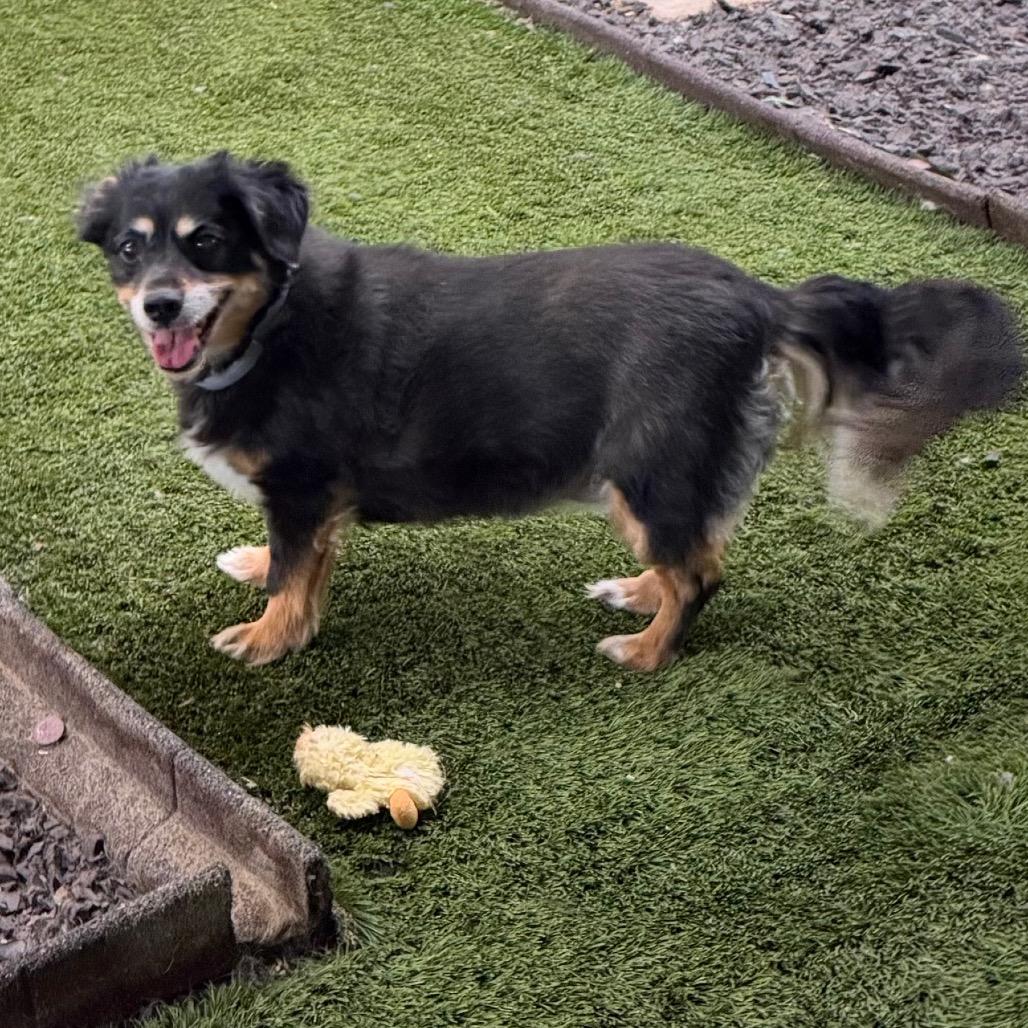 Enlarge Mindy & Peanut Bonded Pair, a Adoptable mixed breed in Phoenix, AZ image 3/6