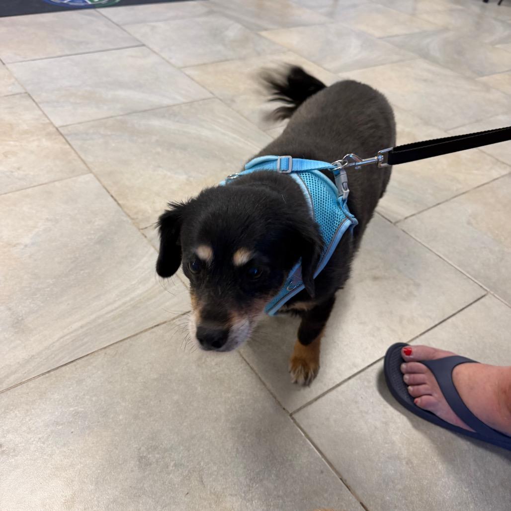 Enlarge Mindy & Peanut Bonded Pair, a Adoptable mixed breed in Phoenix, AZ image 4/6