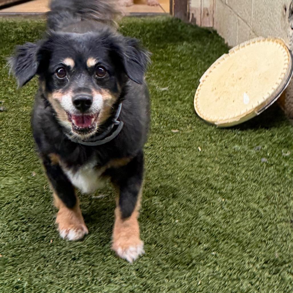 Enlarge Mindy & Peanut Bonded Pair, a Adoptable mixed breed in Phoenix, AZ image 5/6