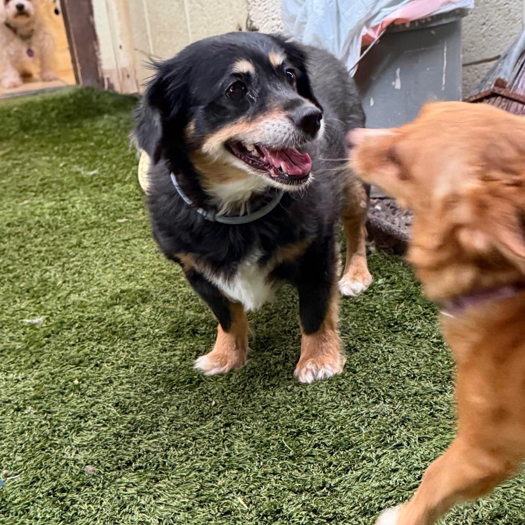 Enlarge Mindy & Peanut Bonded Pair, a Adoptable mixed breed in Phoenix, AZ image 6/6