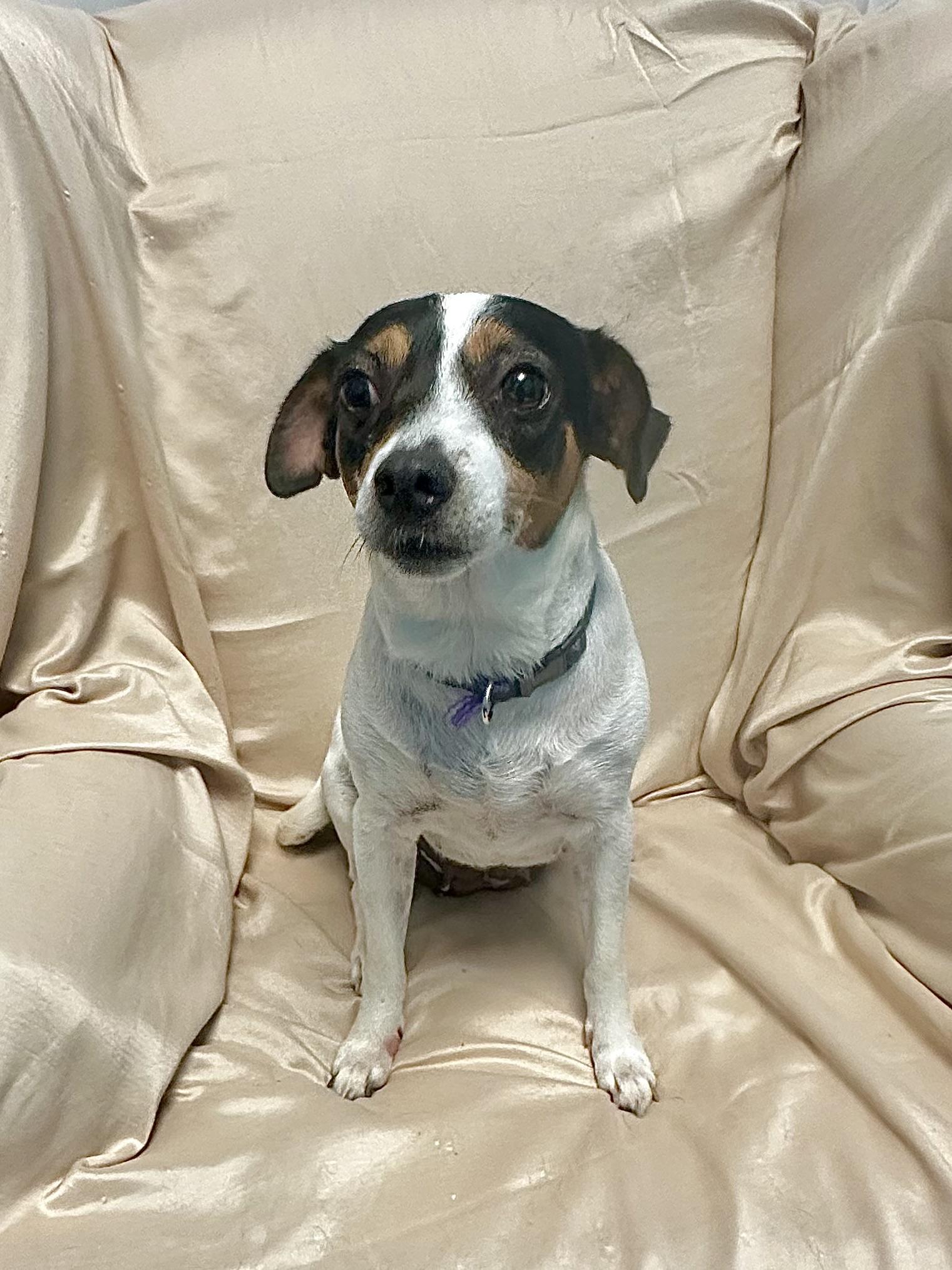 Enlarge Stella, a ADOPTABLE Chihuahua in Walker, LA image 2/4