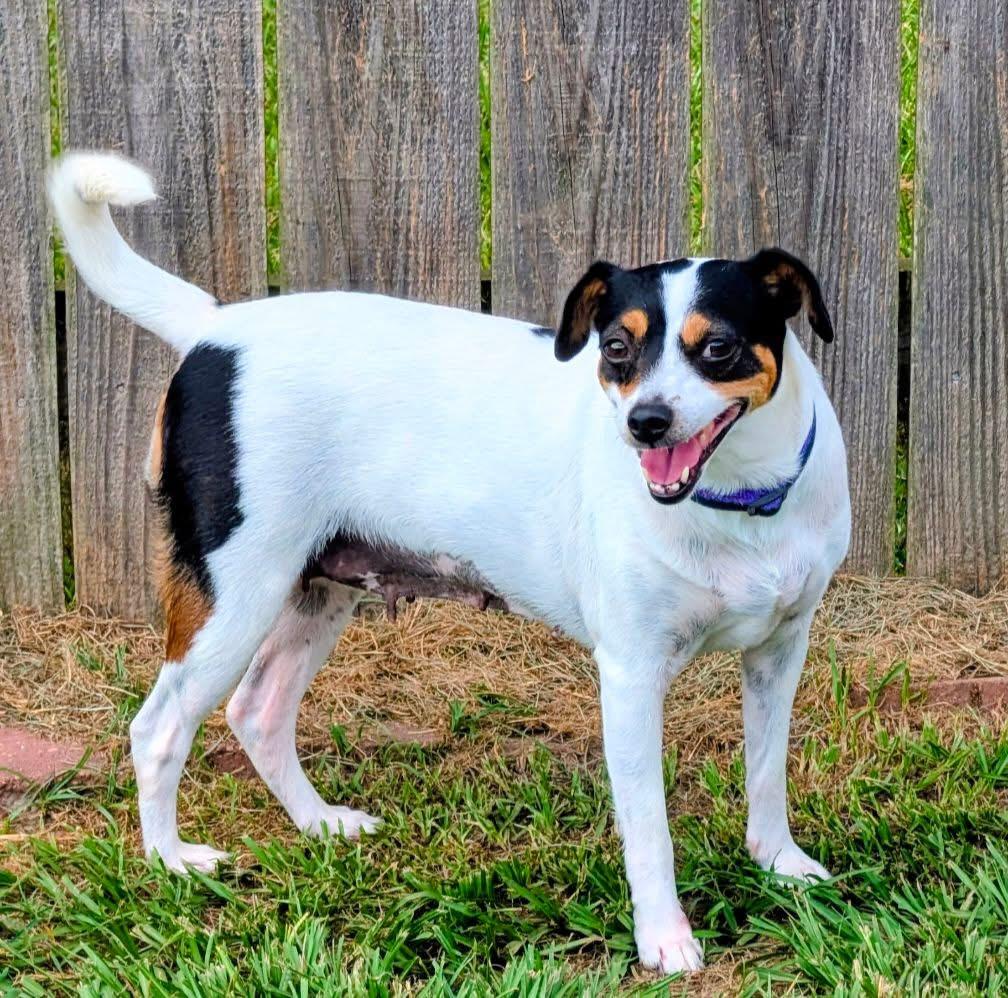 Stella, ADOPTABLE, Young Female Chihuahua.