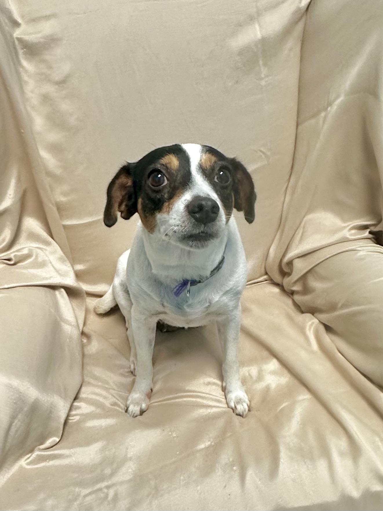 Enlarge Stella, a ADOPTABLE Chihuahua in Walker, LA image 3/4