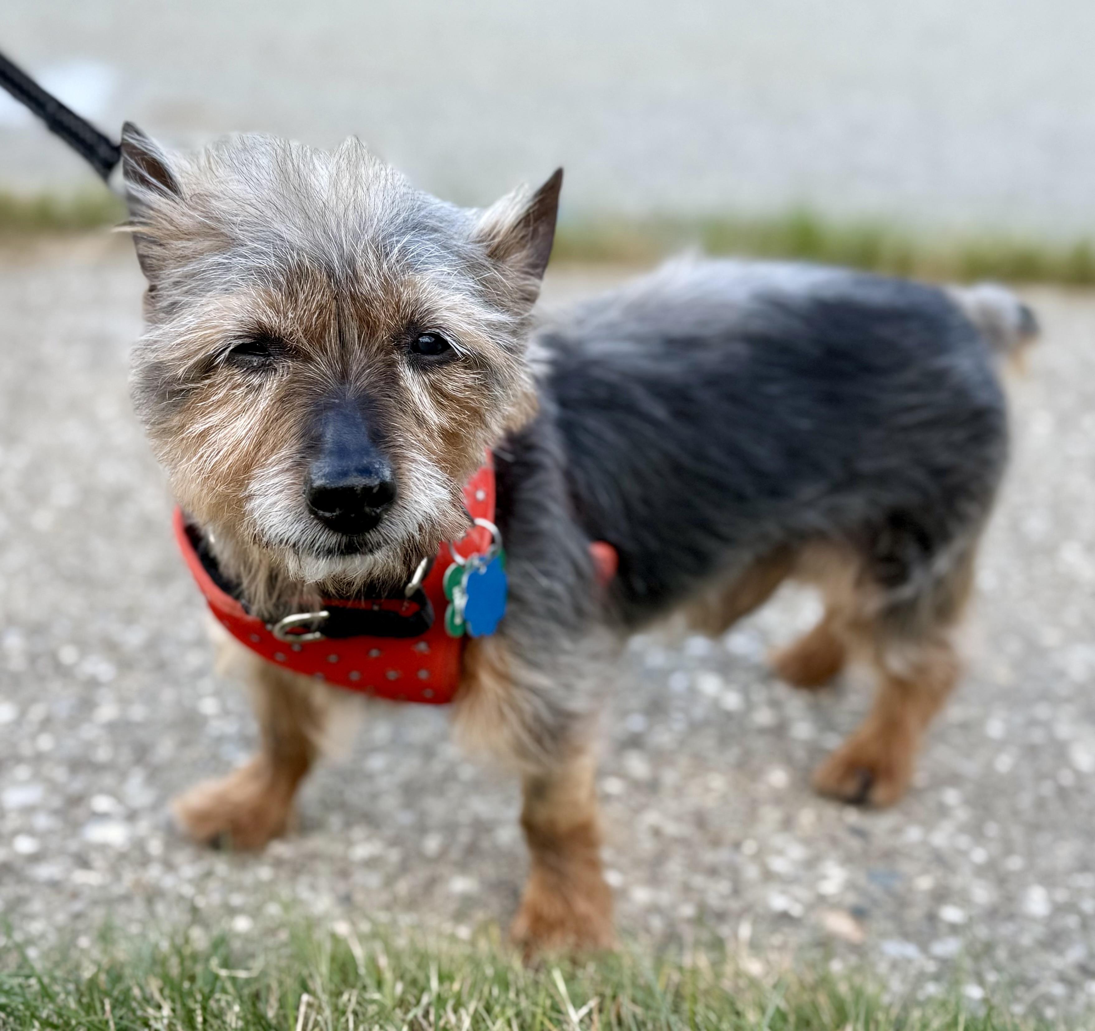 Mustang, Adopted, Senior Male Norwich Terrier.