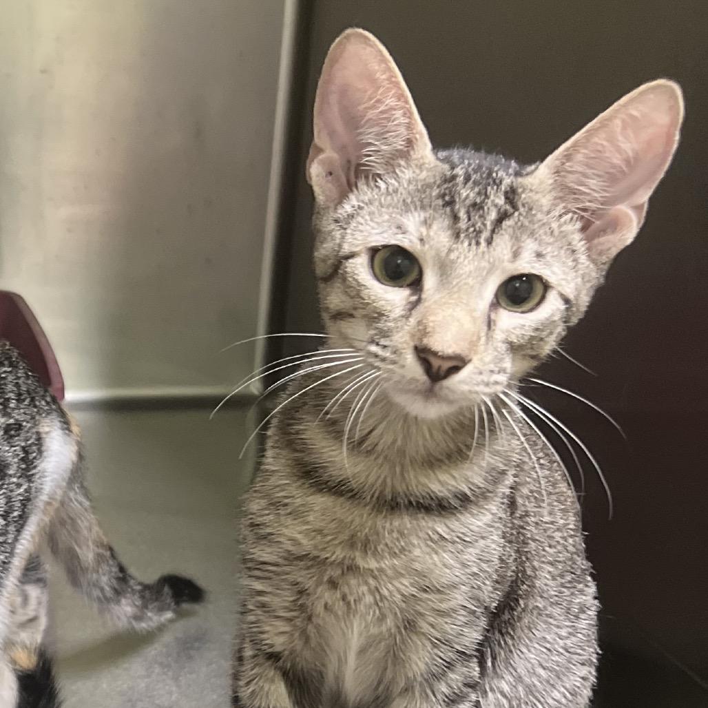 May, Adoptable, Young Female Domestic Short Hair.