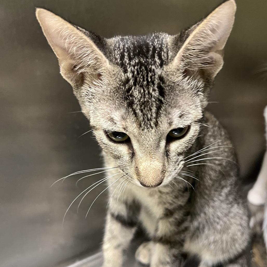 May, Adoptable, Young Female Domestic Short Hair.