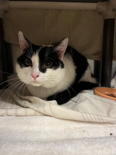 JUDAH, Adoptable, Adult Male Domestic Medium Hair.
