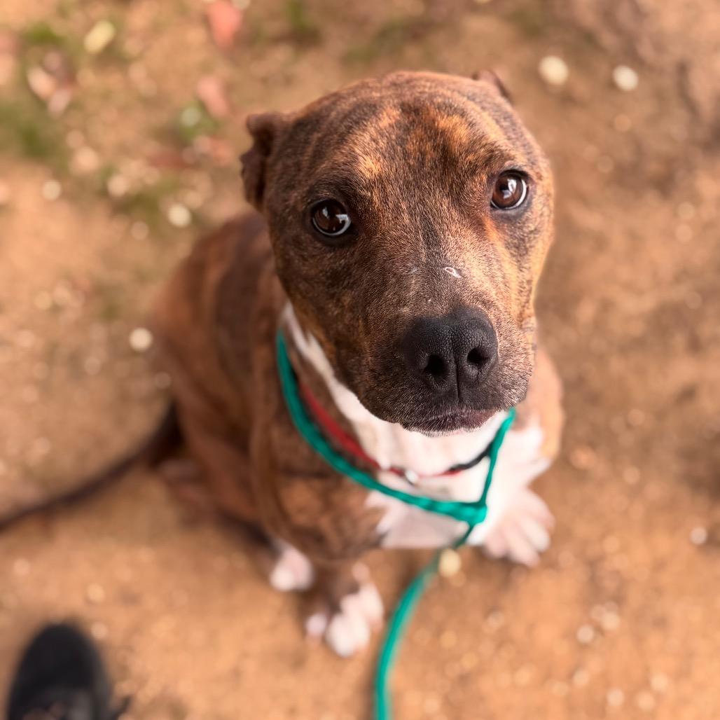 Tiger, Adoptable, Adult Male Pit Bull Terrier.