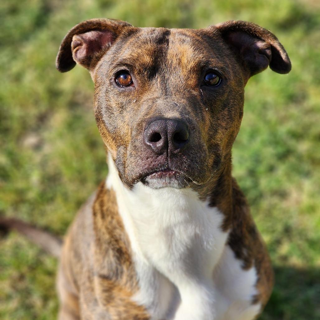 Enlarge Tiger, a Adoptable Pit Bull Terrier in Montgomery, AL image 2/5