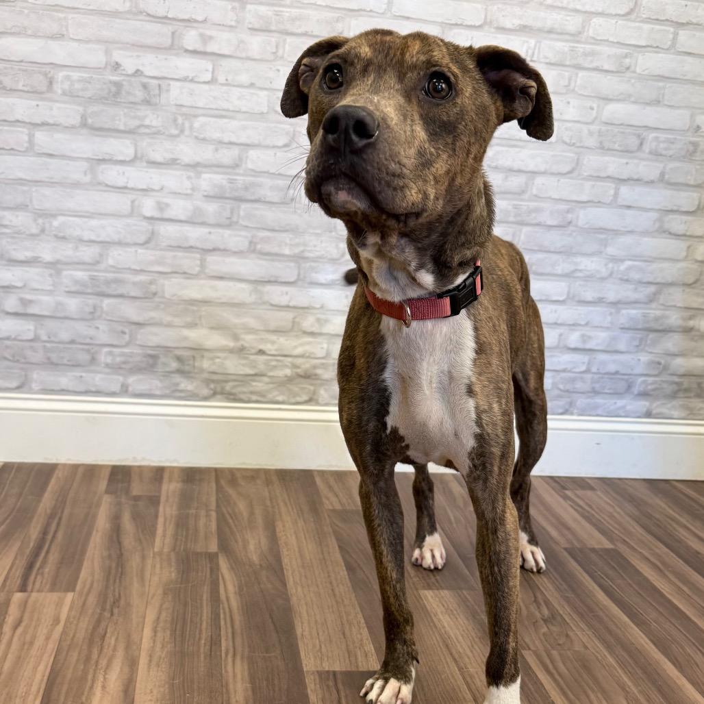 Tiger, a Adoptable Pit Bull Terrier in Montgomery, AL image 2/4