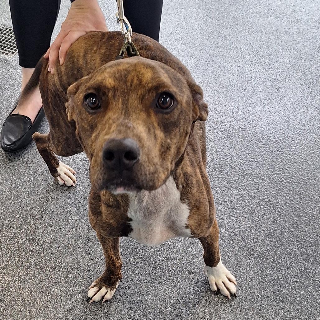 Tiger, a Adoptable Pit Bull Terrier in Montgomery, AL image 3/4