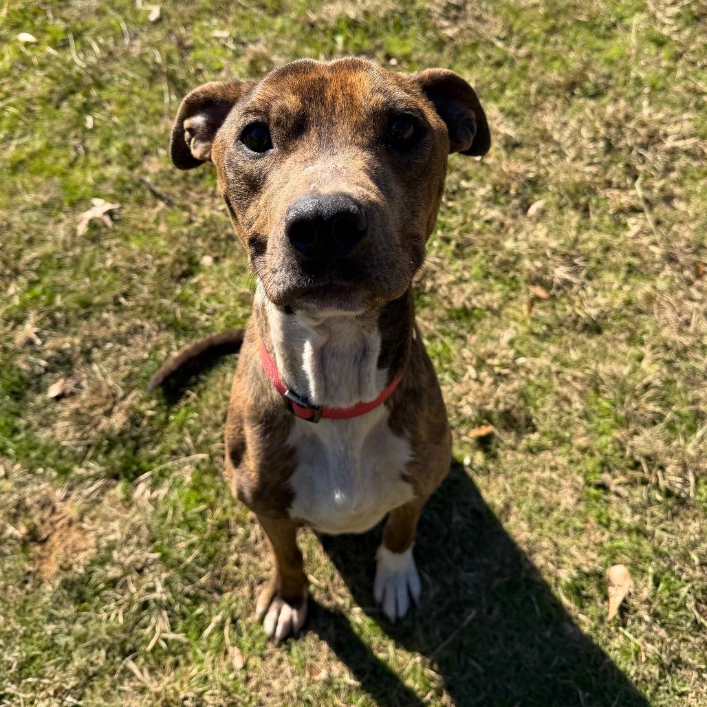 Tiger, a Adoptable Pit Bull Terrier in Montgomery, AL image 4/4