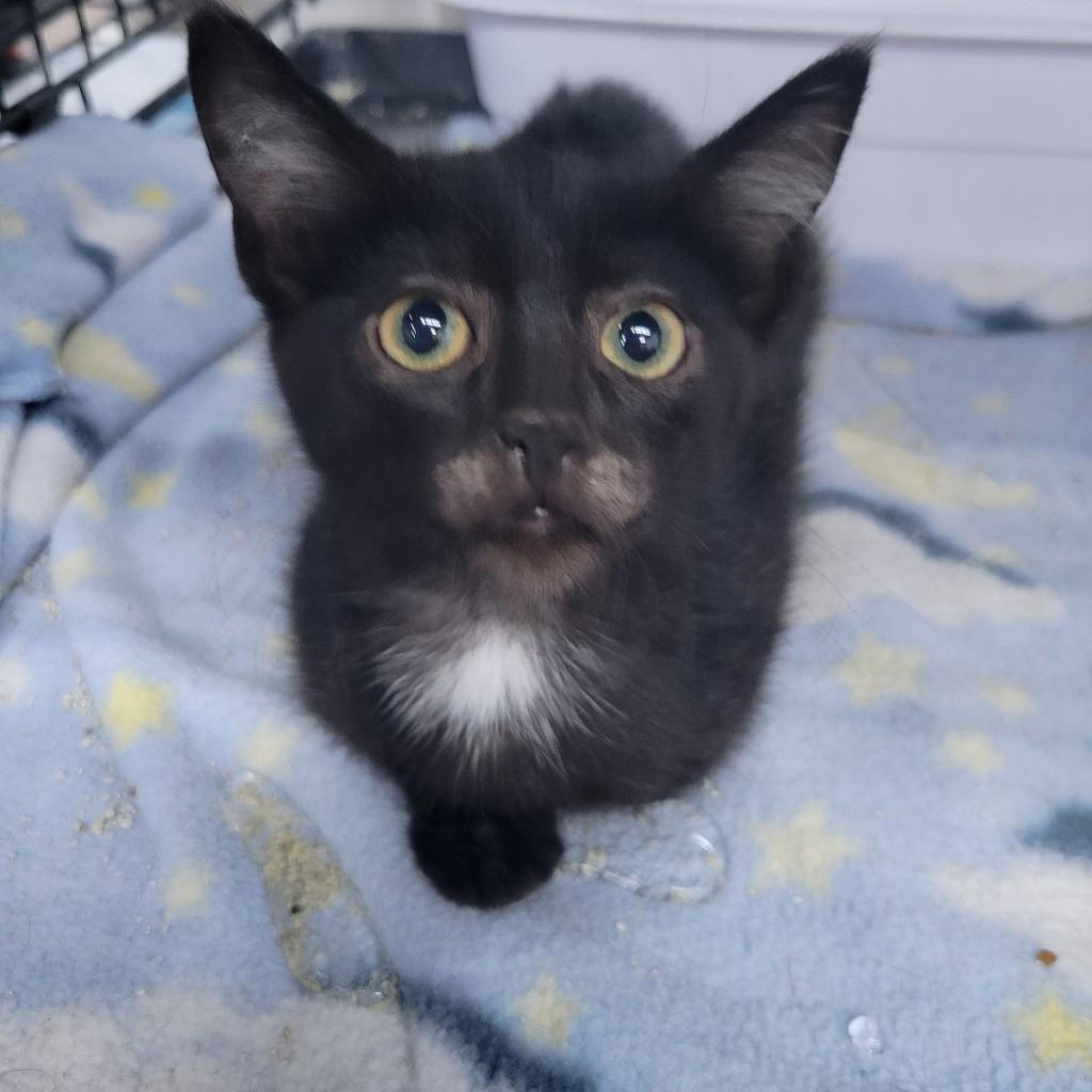 Enlarge Dassel, a Adoptable mixed breed in St. Cloud, MN image 1/1