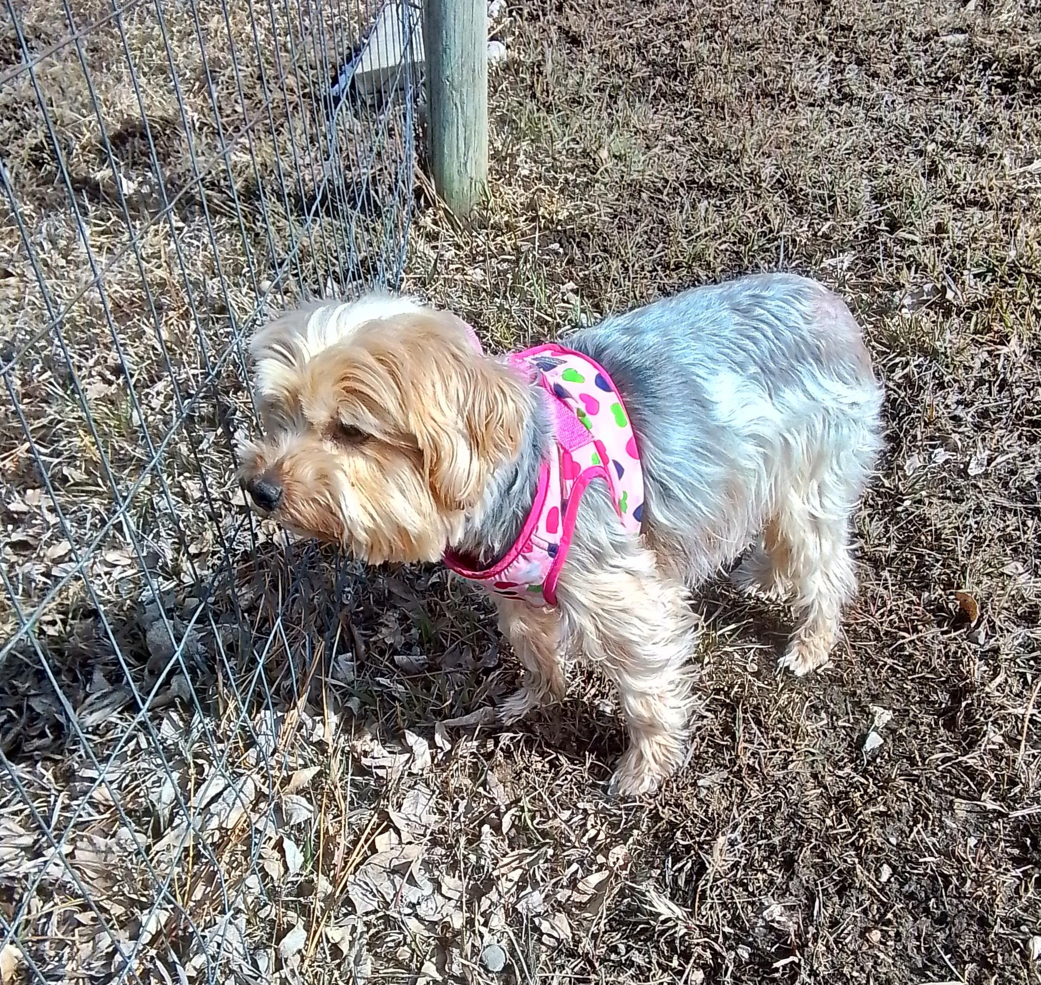 Enlarge Piper, a Adoptable mixed breed in Oroville, WA image 3/6