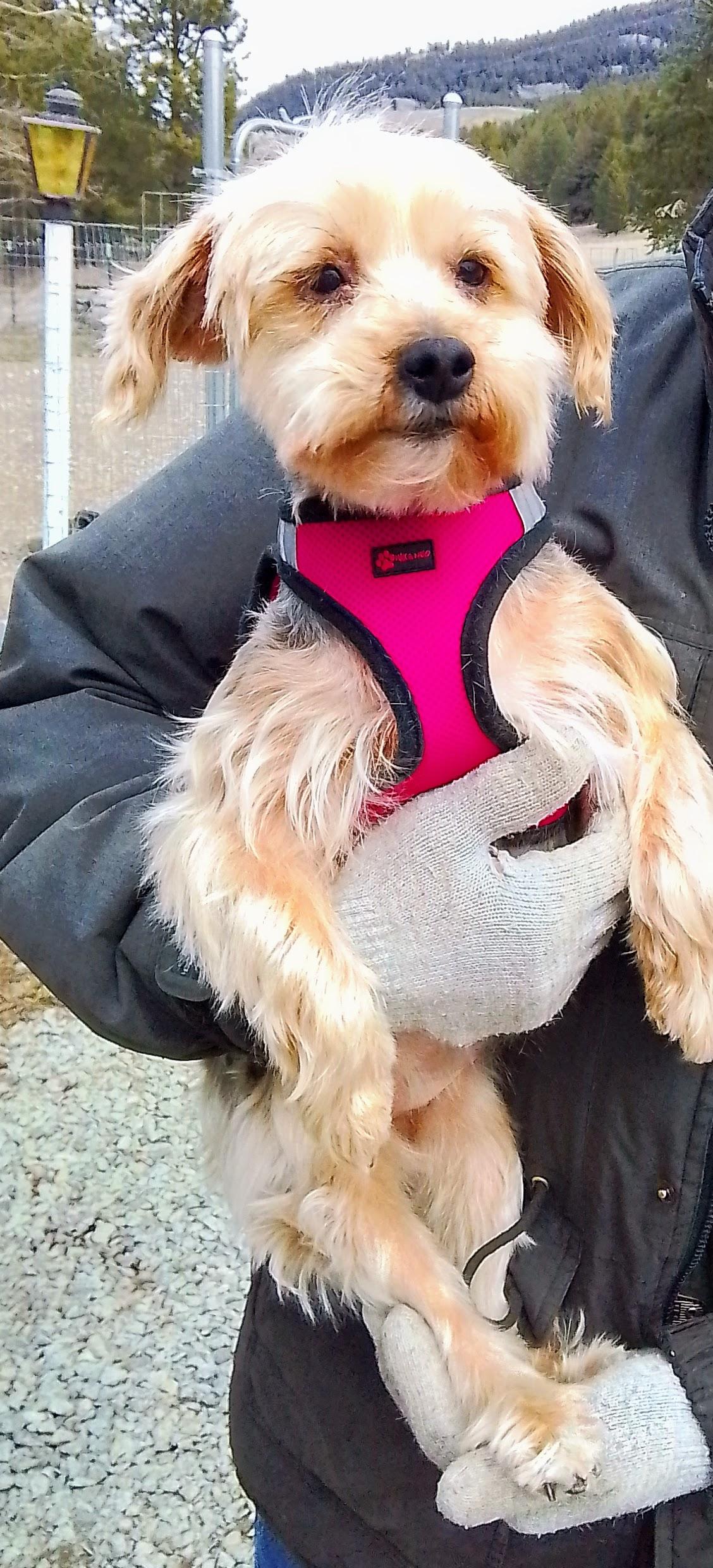 Enlarge Piper, a Adoptable mixed breed in Oroville, WA image 5/6