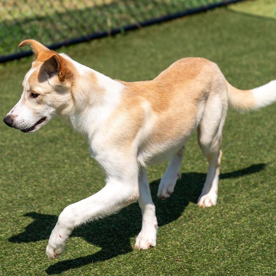 Gus, Adoptable, Young Male Yellow Labrador Retriever & Shepherd.