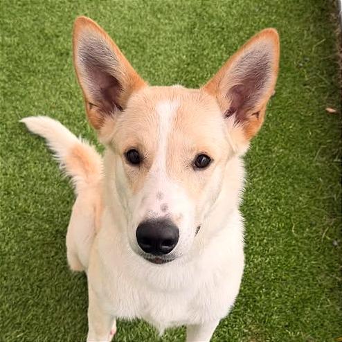 Enlarge Gus, a Adoptable mixed breed in Binghamton, NY image 2/5