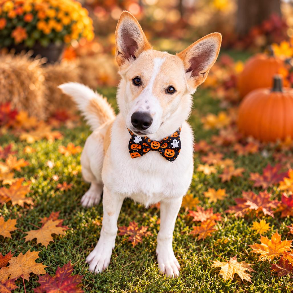 Enlarge Gus, a Adoptable mixed breed in Binghamton, NY image 4/5