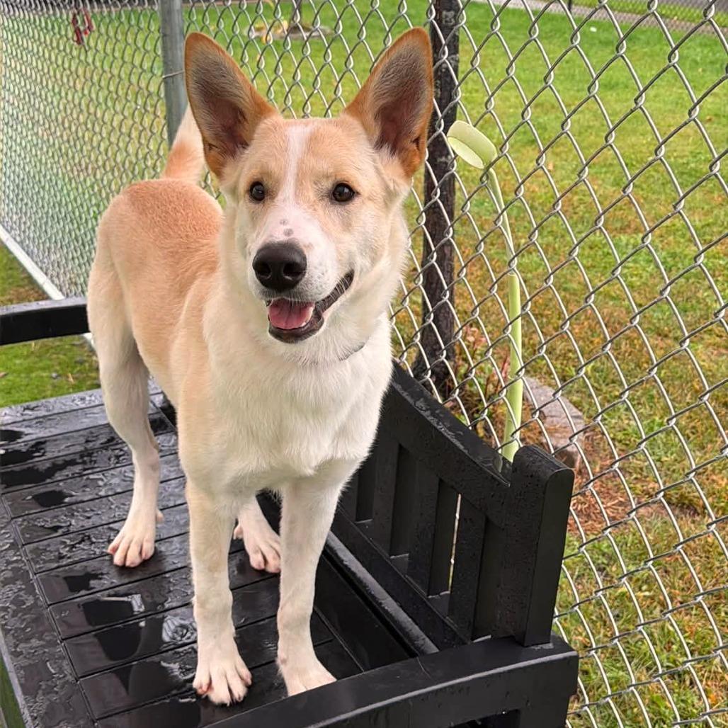 Enlarge Gus, a Adoptable mixed breed in Binghamton, NY image 5/5
