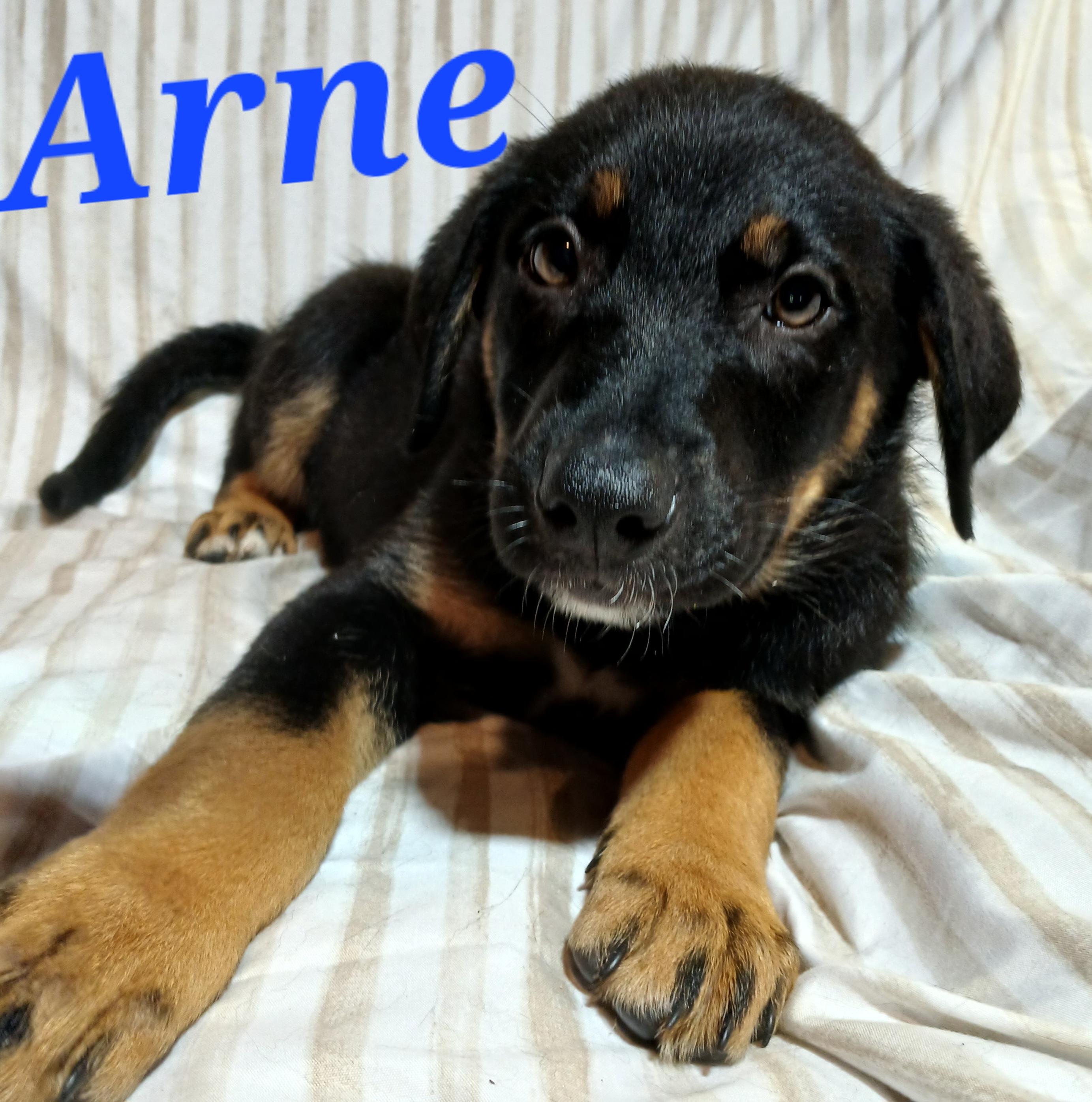 Arne, an adoptable mixed breed in Rome, GA image 3/3