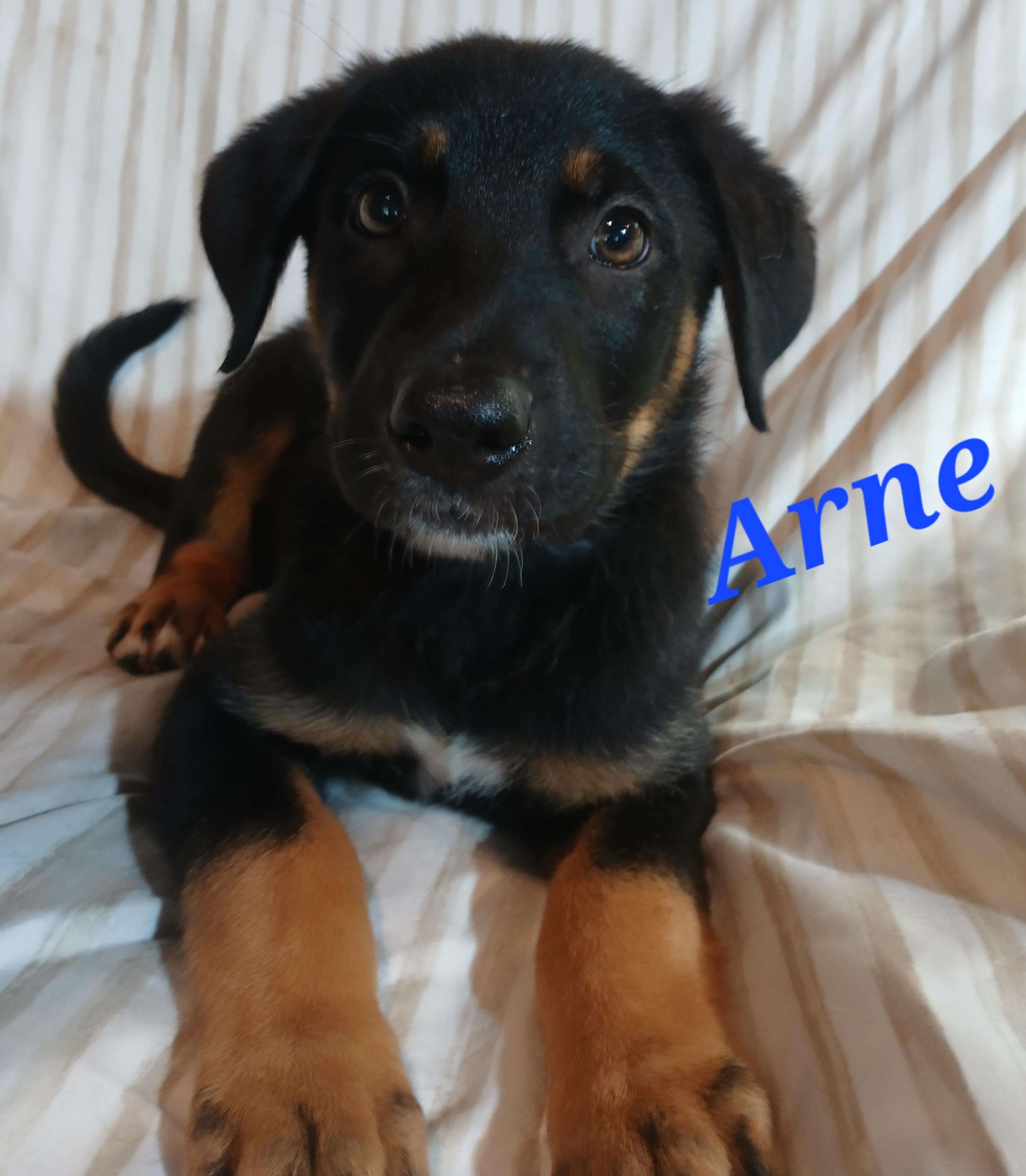 Arne, an adoptable mixed breed in Rome, GA image 1/3