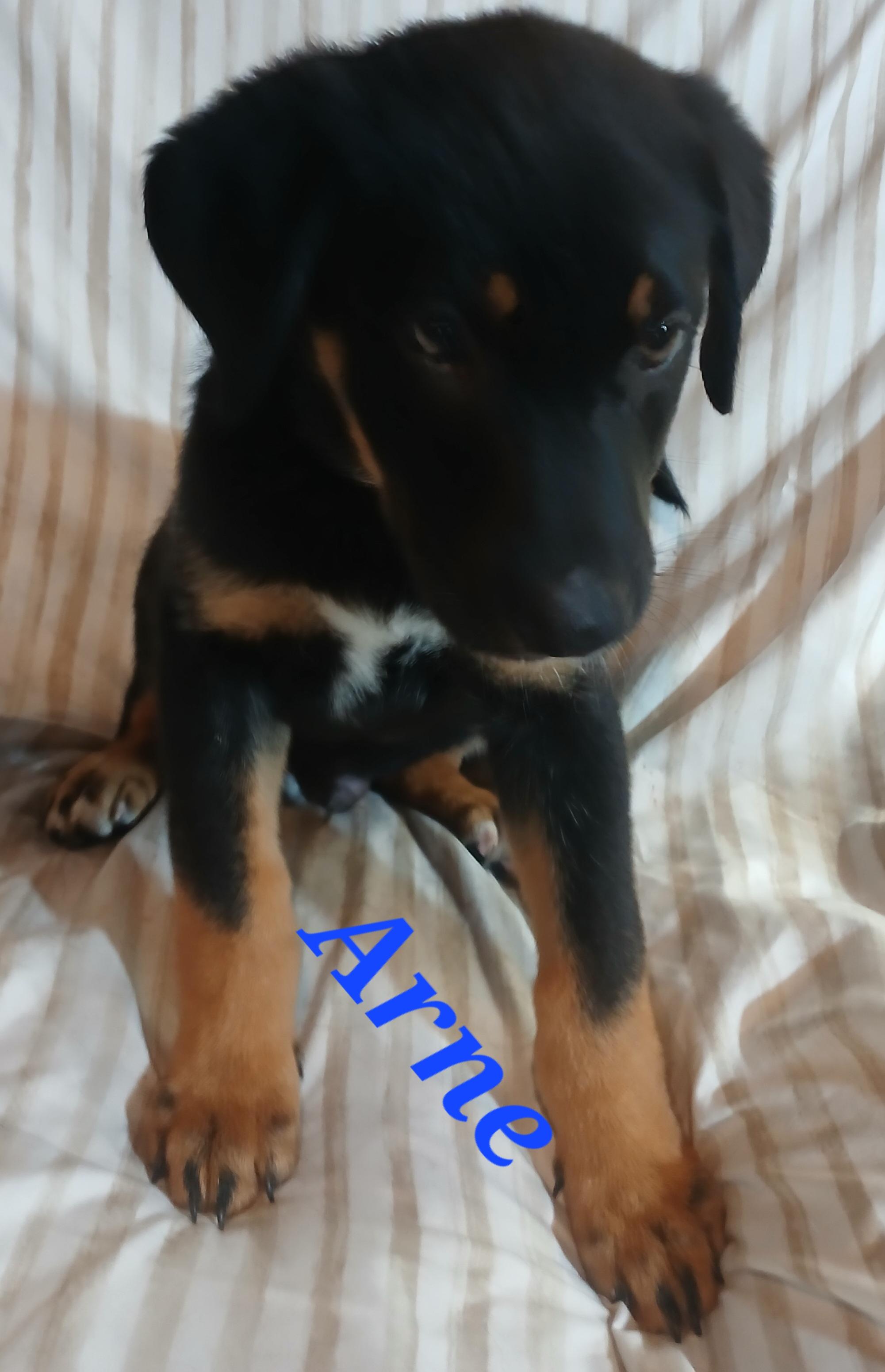 Arne, an adoptable mixed breed in Rome, GA image 2/3