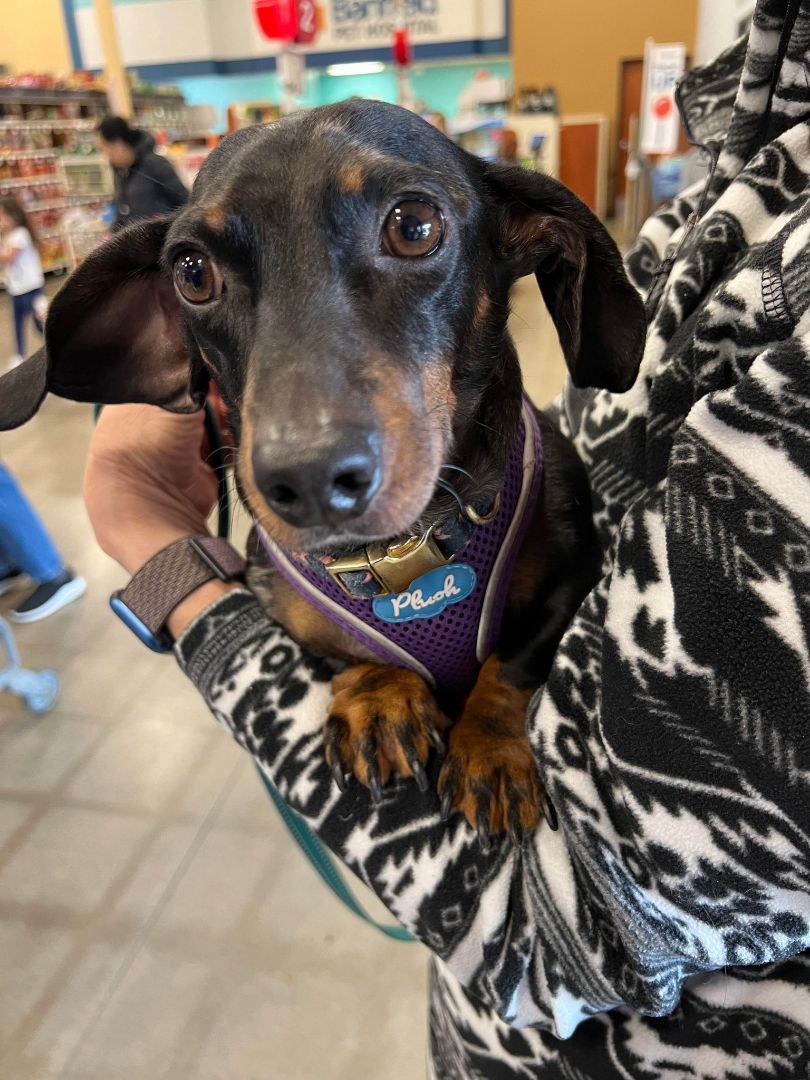 Enlarge Raven, a Adopted Dachshund in Leavenworth, KS image 1/5