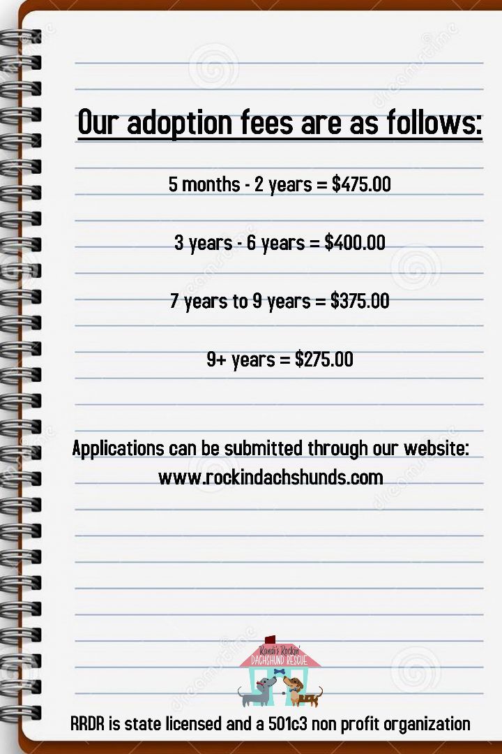 Enlarge Raven, a Adopted Dachshund in Leavenworth, KS image 2/5