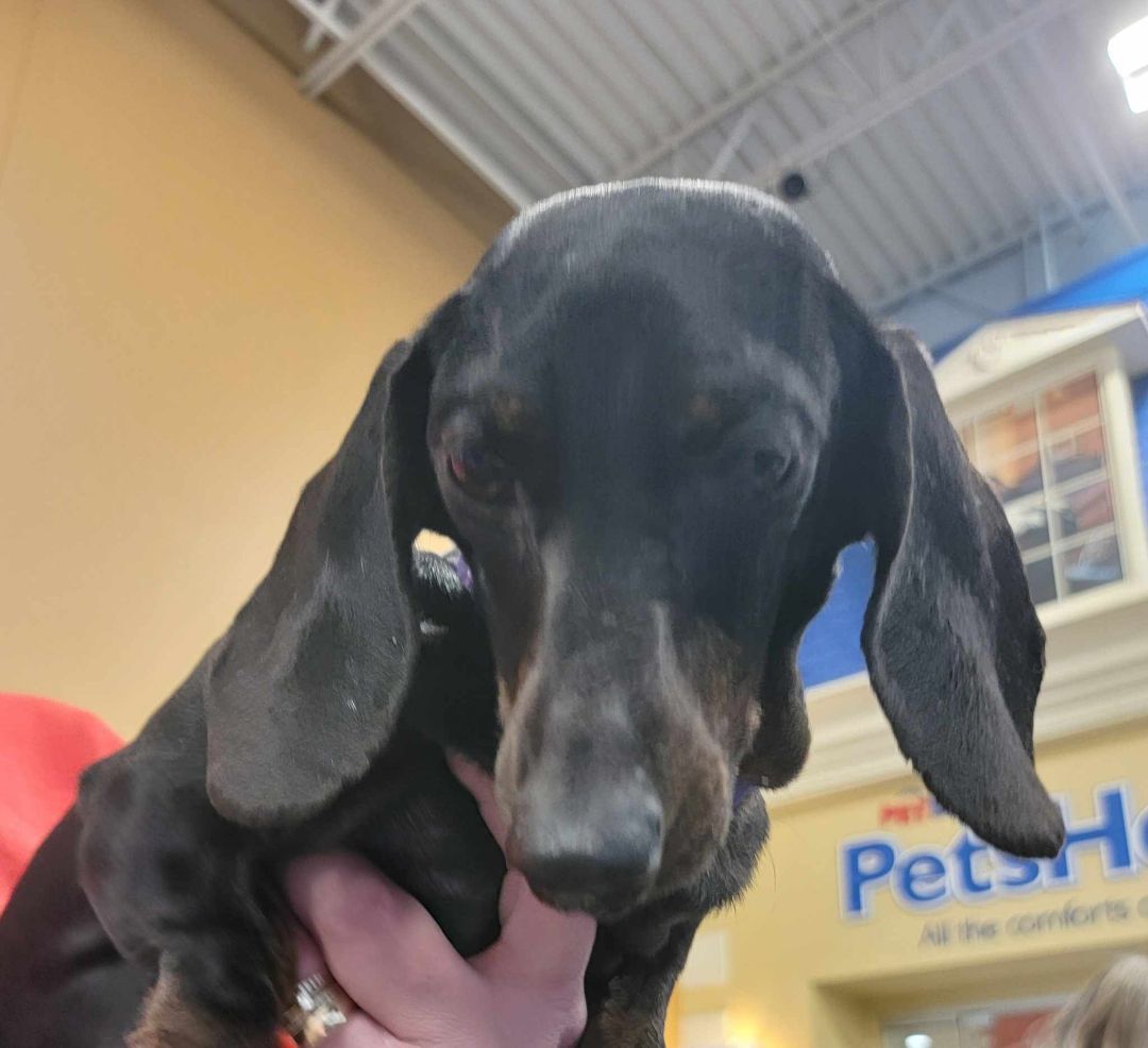 Enlarge Raven, a Adopted Dachshund in Leavenworth, KS image 3/5
