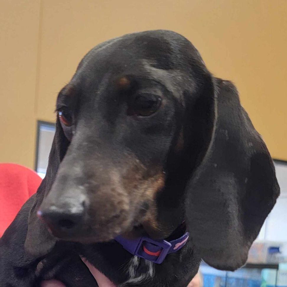 Enlarge Raven, a Adopted Dachshund in Leavenworth, KS image 4/5