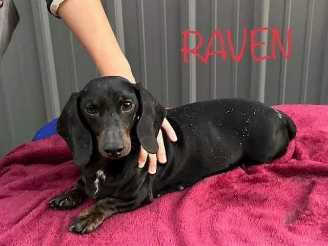 Enlarge Raven, a Adopted Dachshund in Leavenworth, KS image 5/5