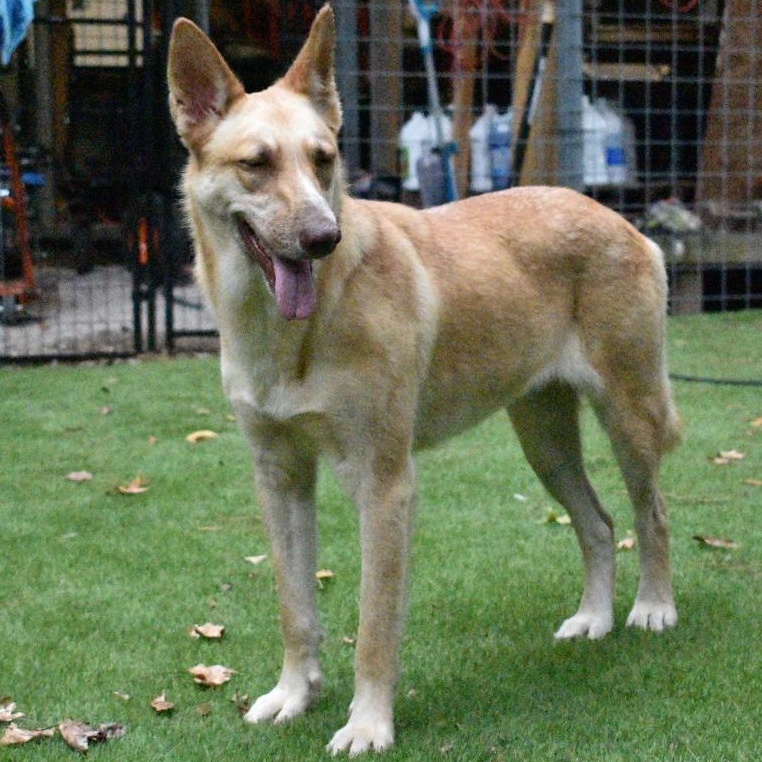 Enlarge Blondie, a Adoptable mixed breed in Pittsburgh , PA image 3/6