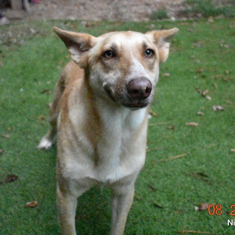 Enlarge Blondie, a Adoptable mixed breed in Pittsburgh , PA image 5/6