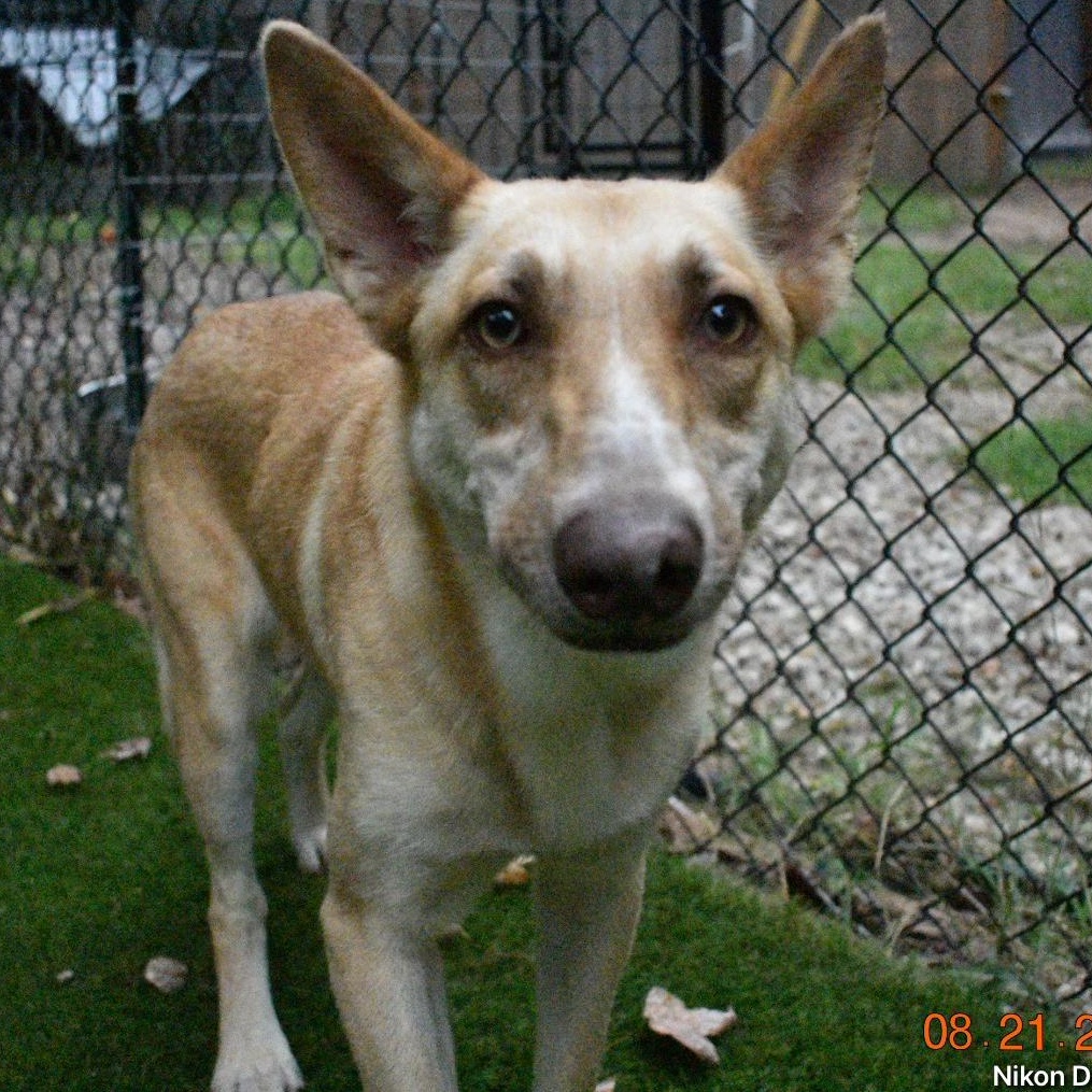 Enlarge Blondie, a Adoptable mixed breed in Pittsburgh , PA image 2/6
